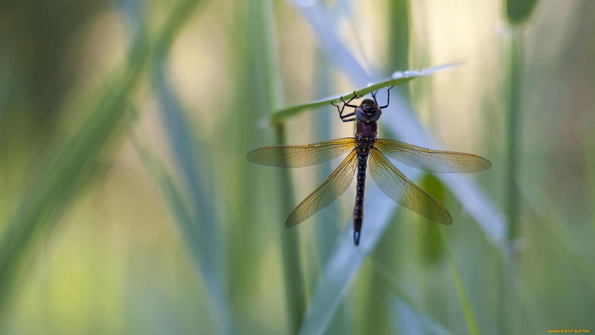животные, стрекозы, стрекоза, капли, роса, травинки, трава