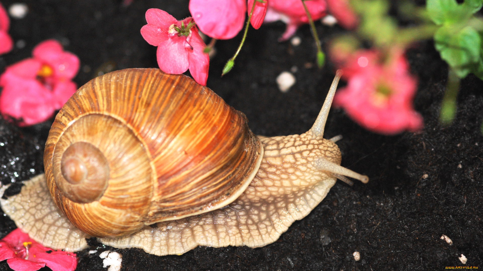 животные, улитки, рожки