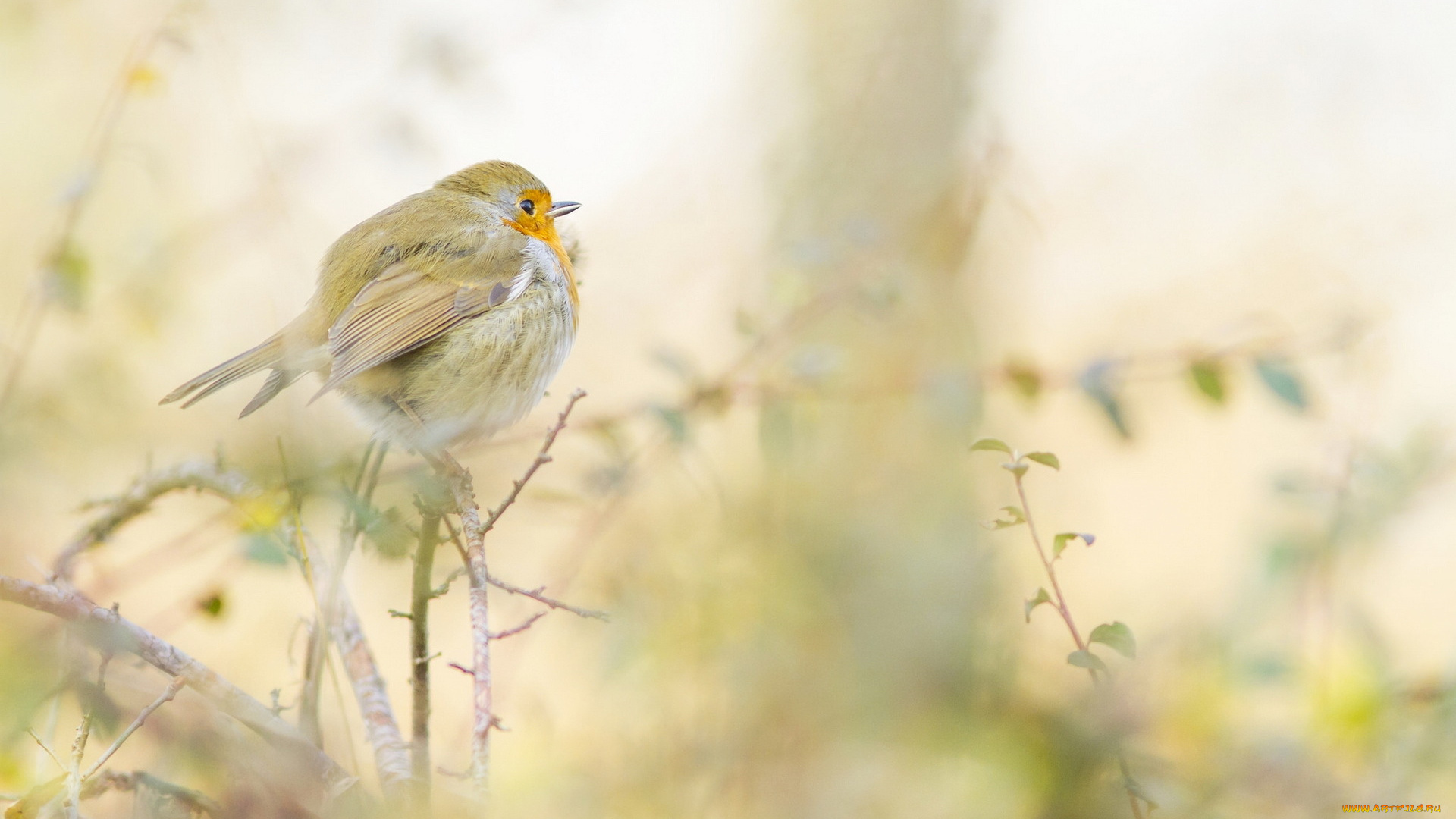 животные, зарянки, , малиновки, птица, листья, ветки, растения
