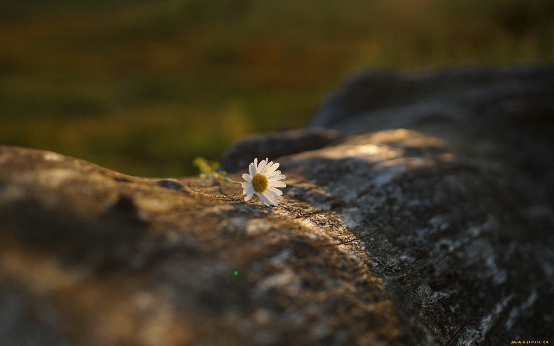 цветы, ромашки, ромашка