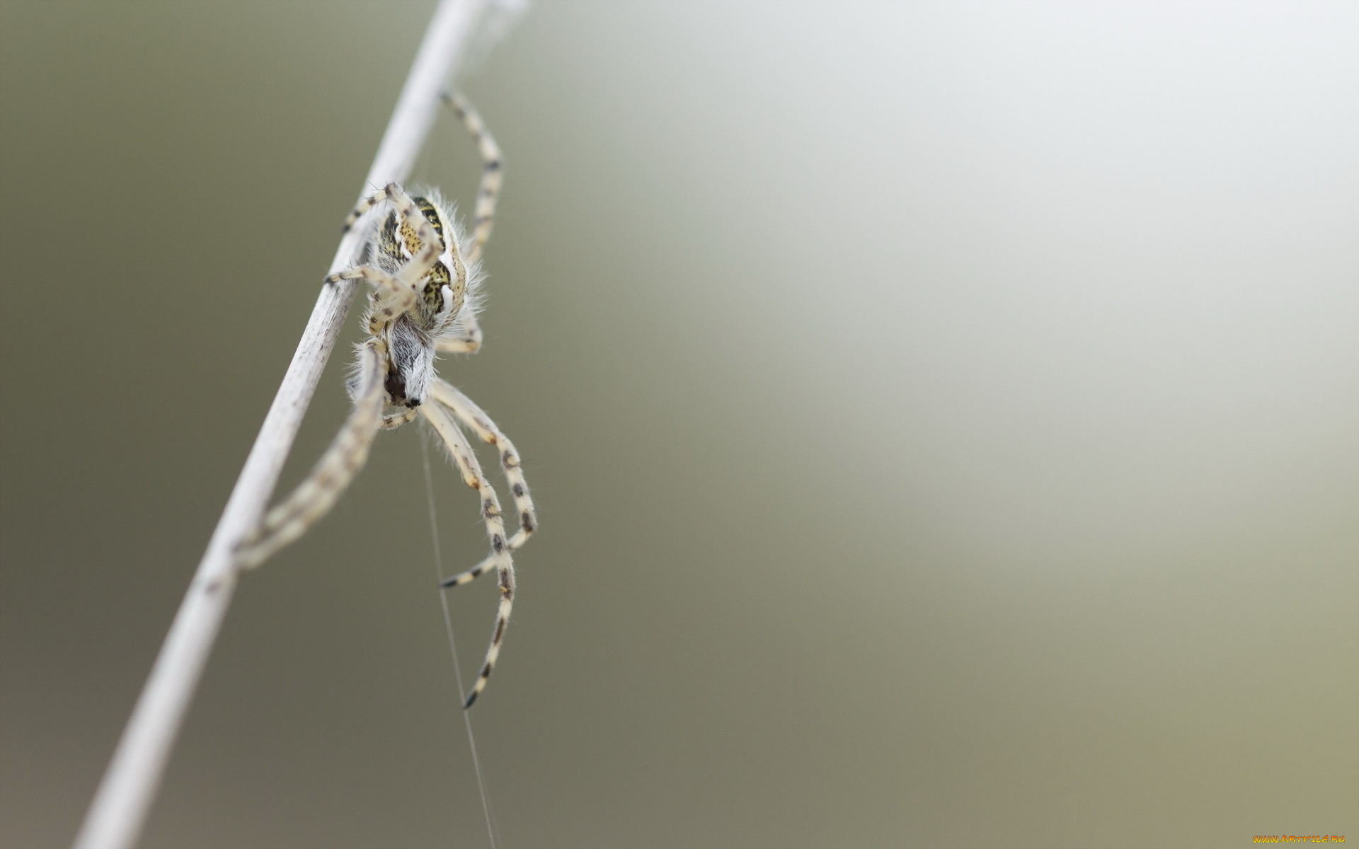 животные, пауки, паук, фон, природа