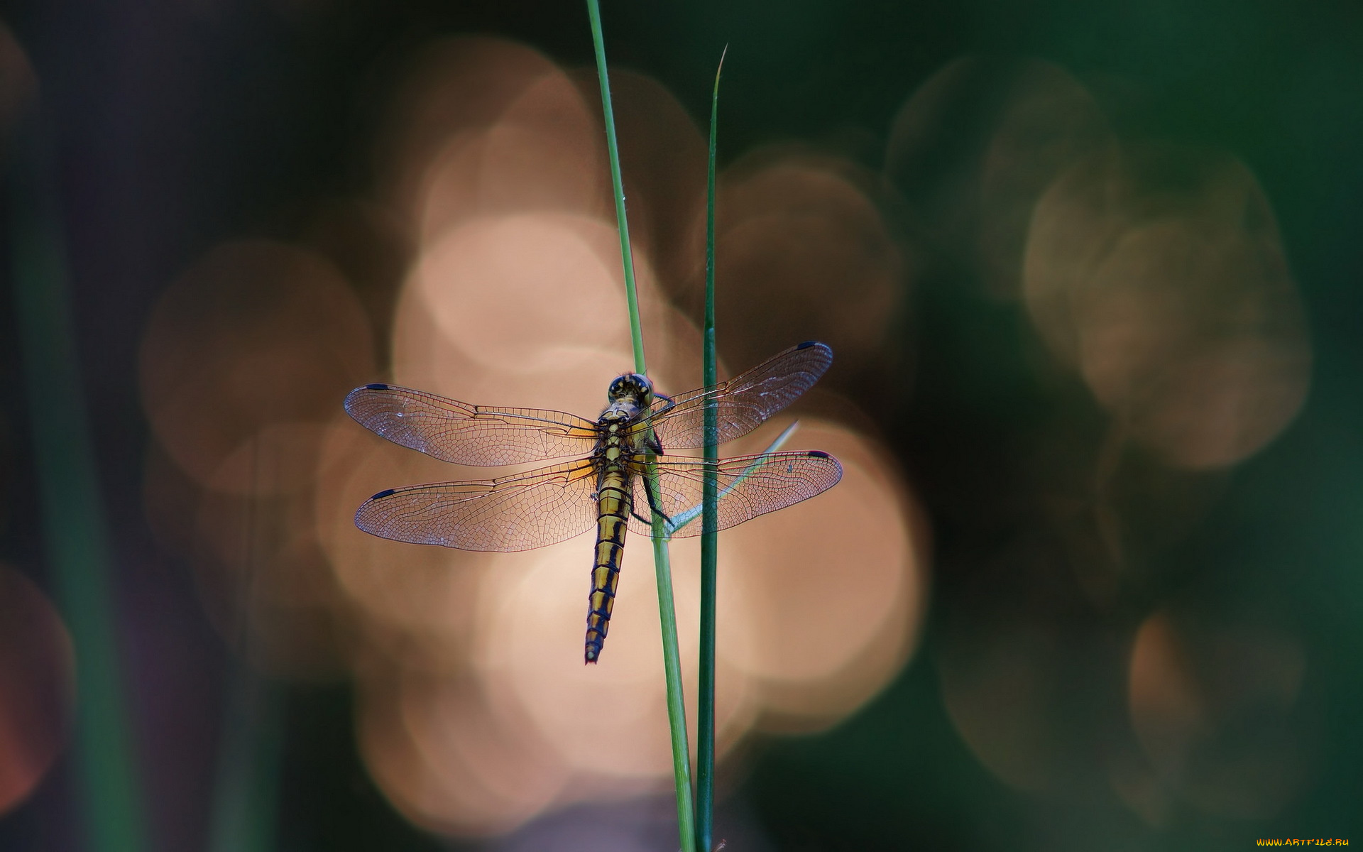 животные, стрекозы, стрекоза, травинки, трава, фон, блики