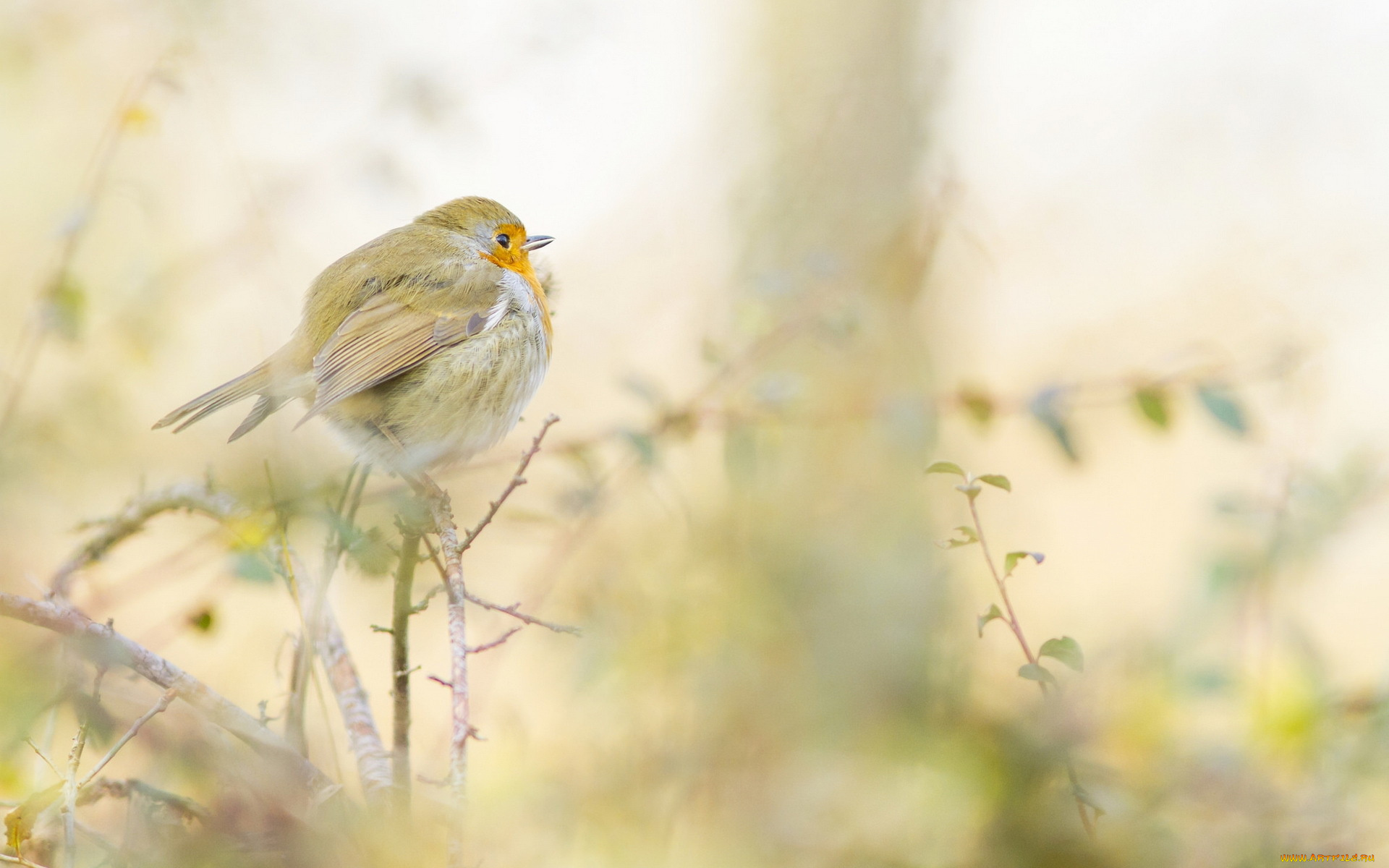 животные, зарянки, , малиновки, птица, листья, ветки, растения