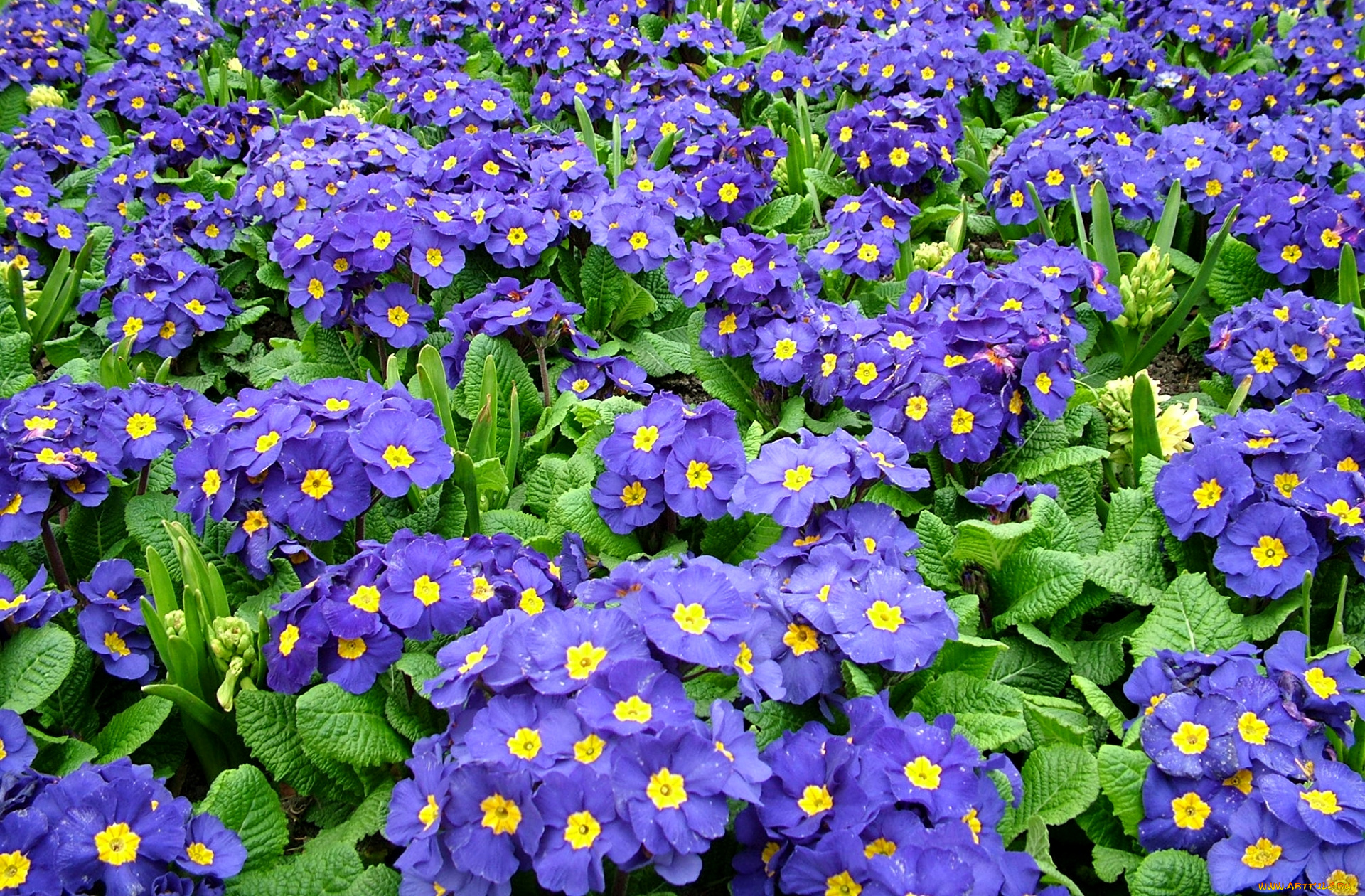 цветы, примулы, много