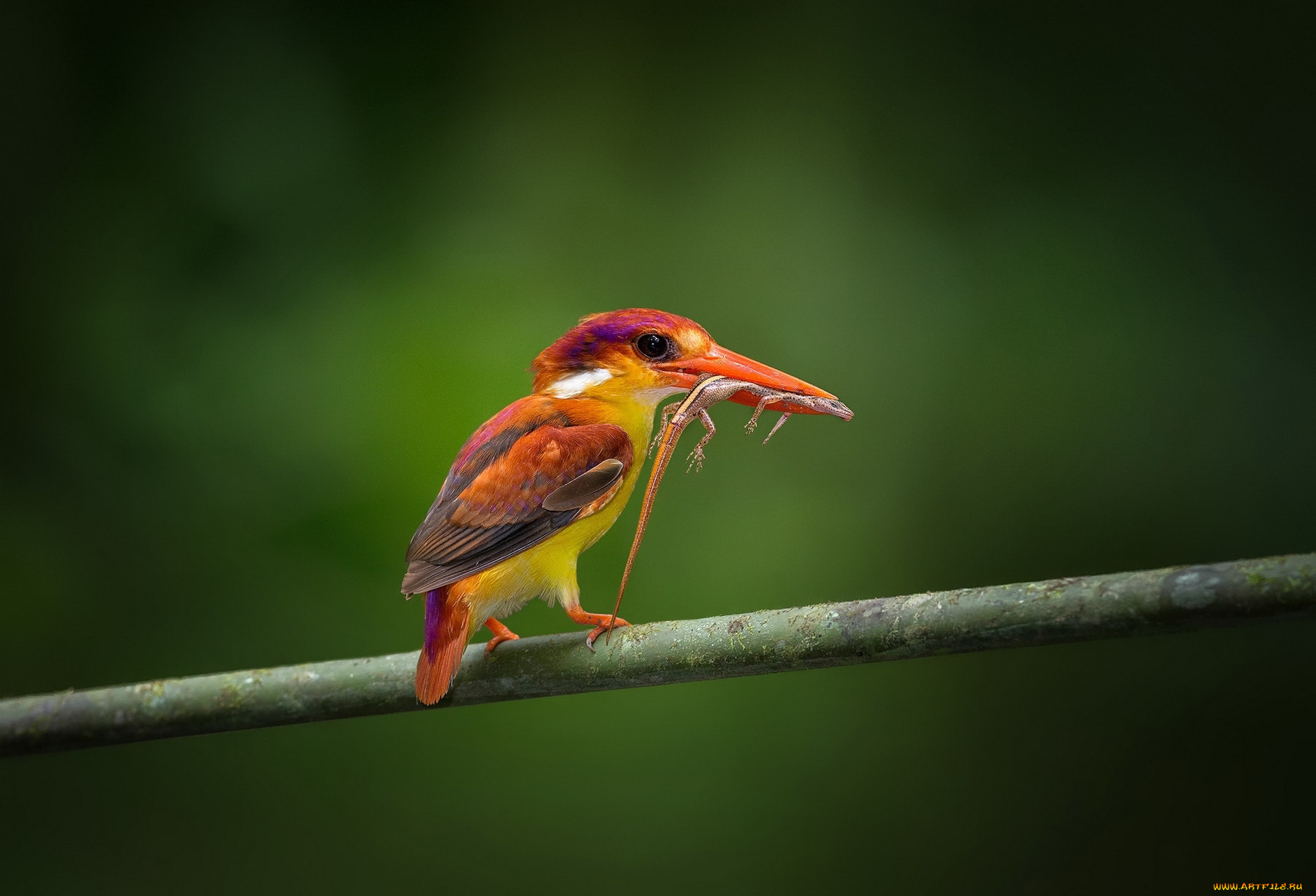 животные, зимородки, ветка, еда, добыча, ящерица, красный, зимородок, птица