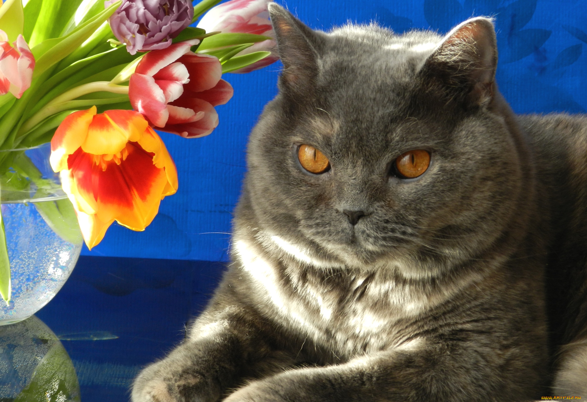 животные, коты, котяра