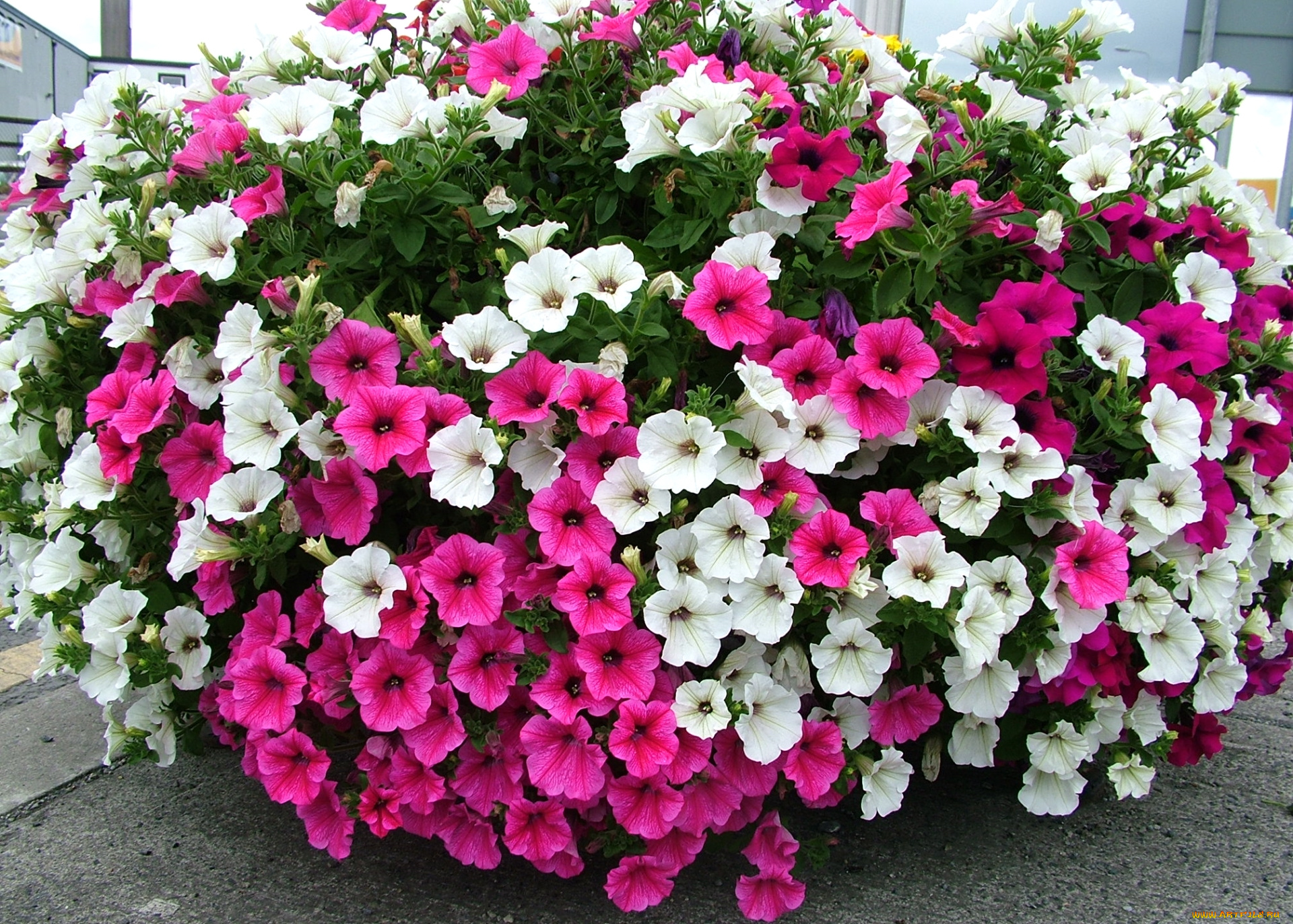 цветы, петунии, , калибрахоа, много