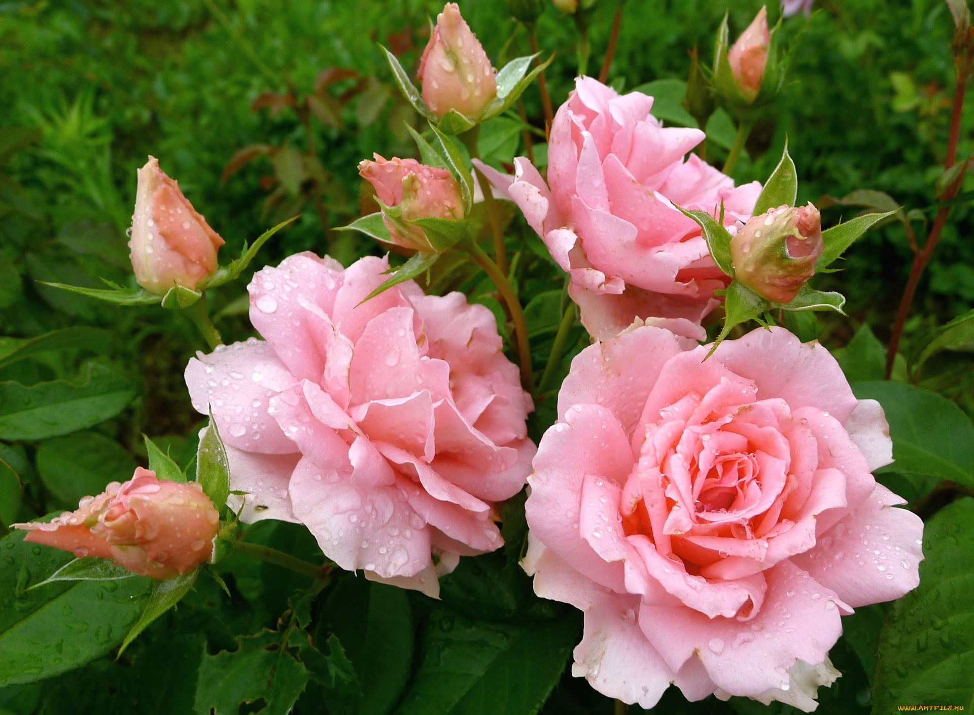 цветы, розы, розовый