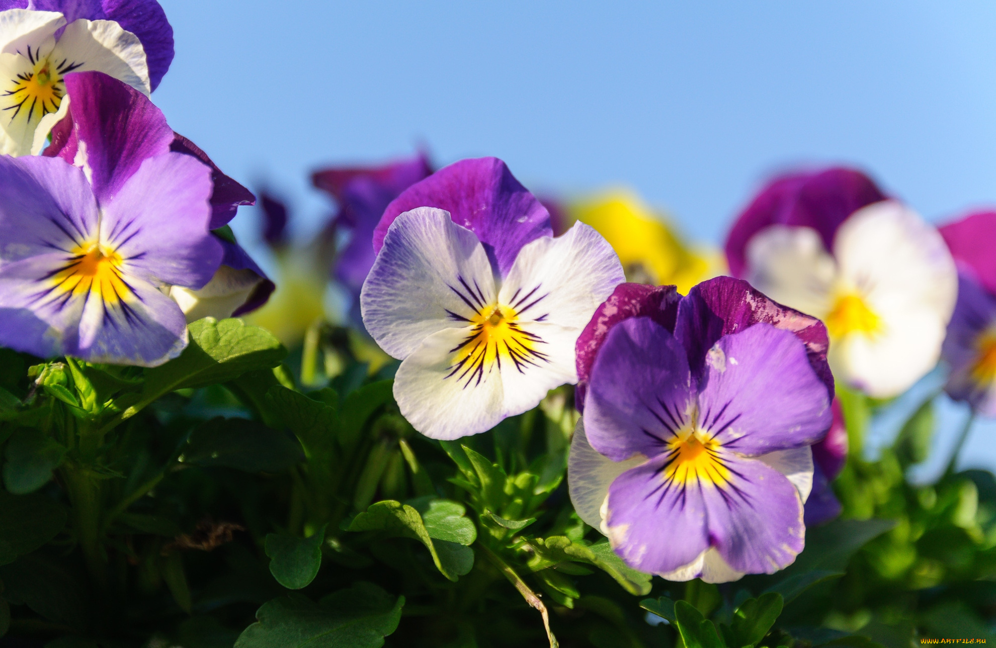 цветы, анютины, глазки, , садовые, фиалки, фиалки