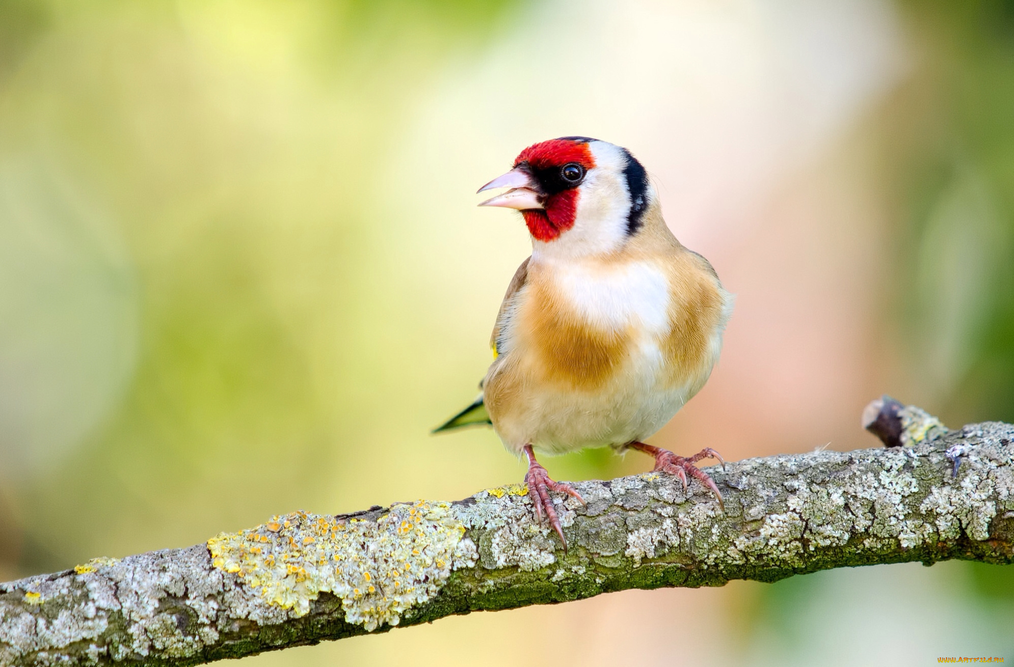 животные, щеглы, , чижи, щегол