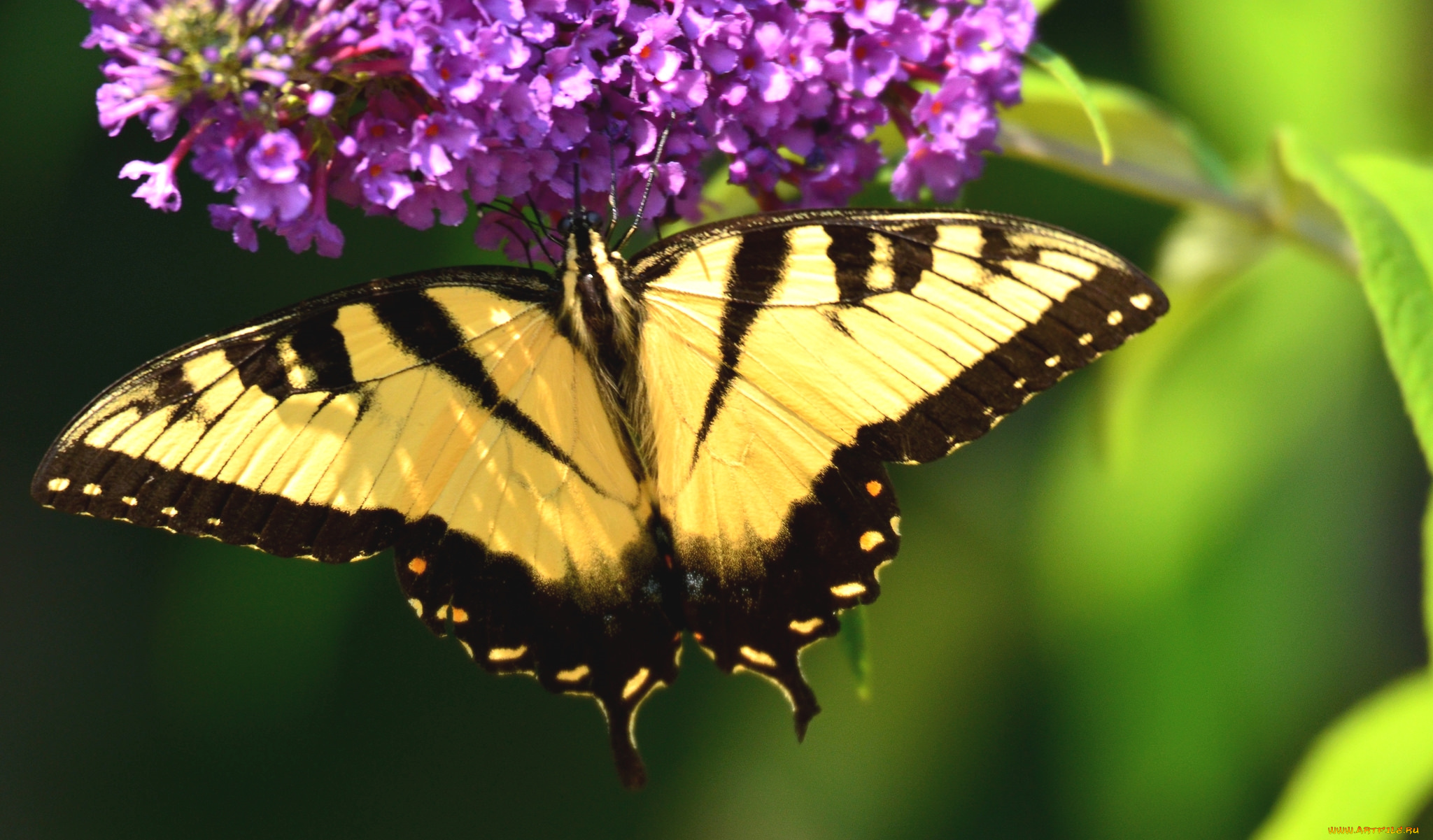 животные, бабочки, крылья