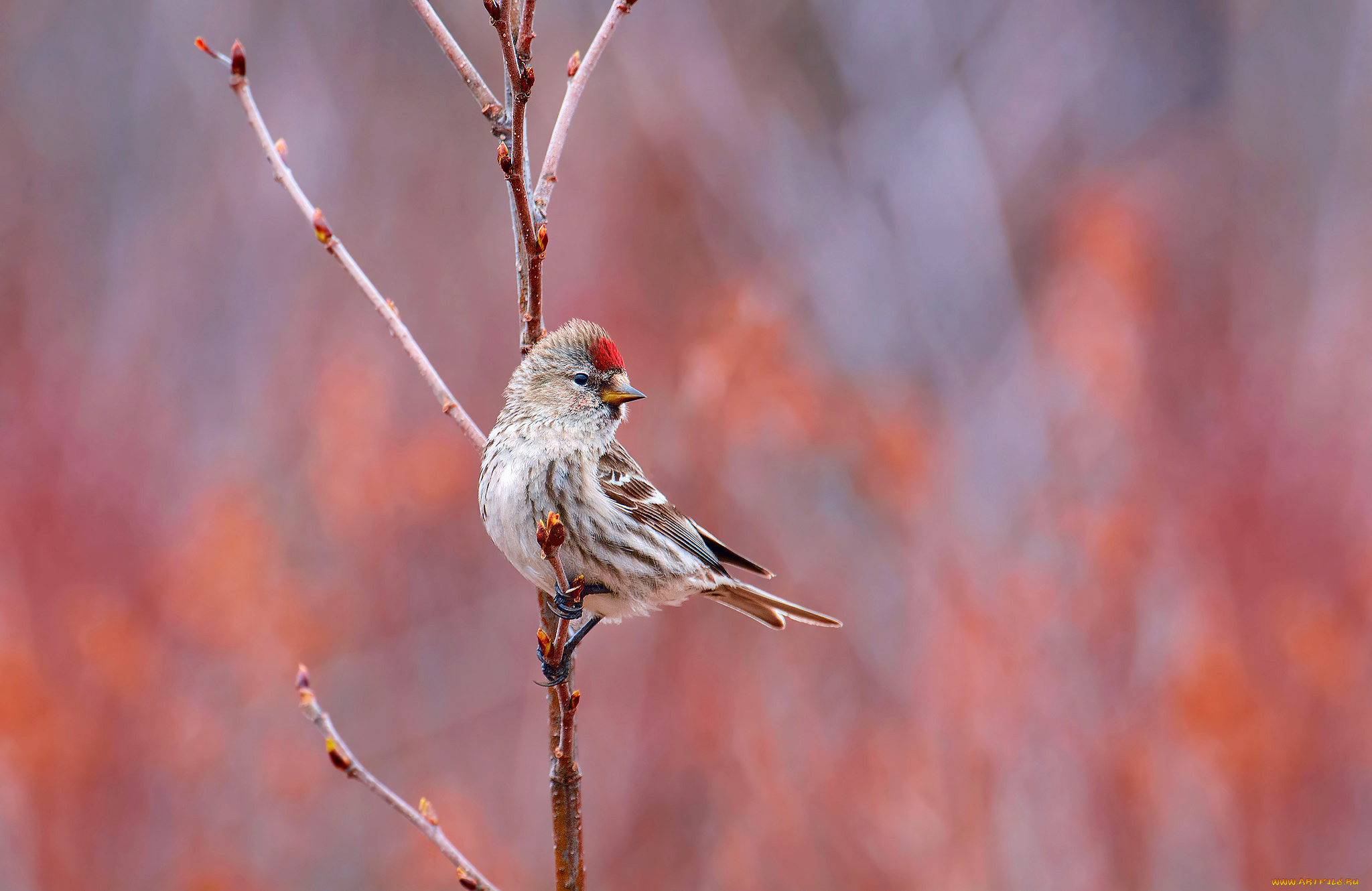животные, Чечётки, фон, ветка, Чечётка, птица