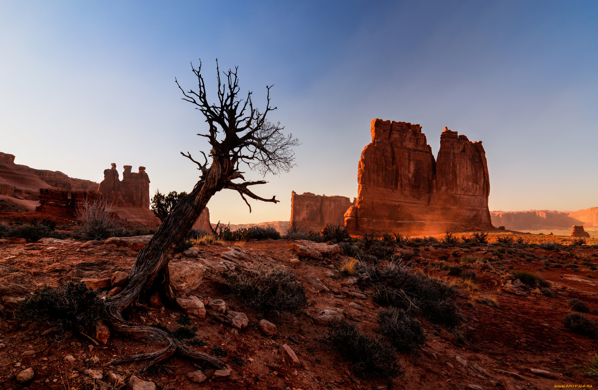природа, горы, сша, юта, arches, national, park, дерево, скалы, каньон, национальный, парк, арки, пустыня