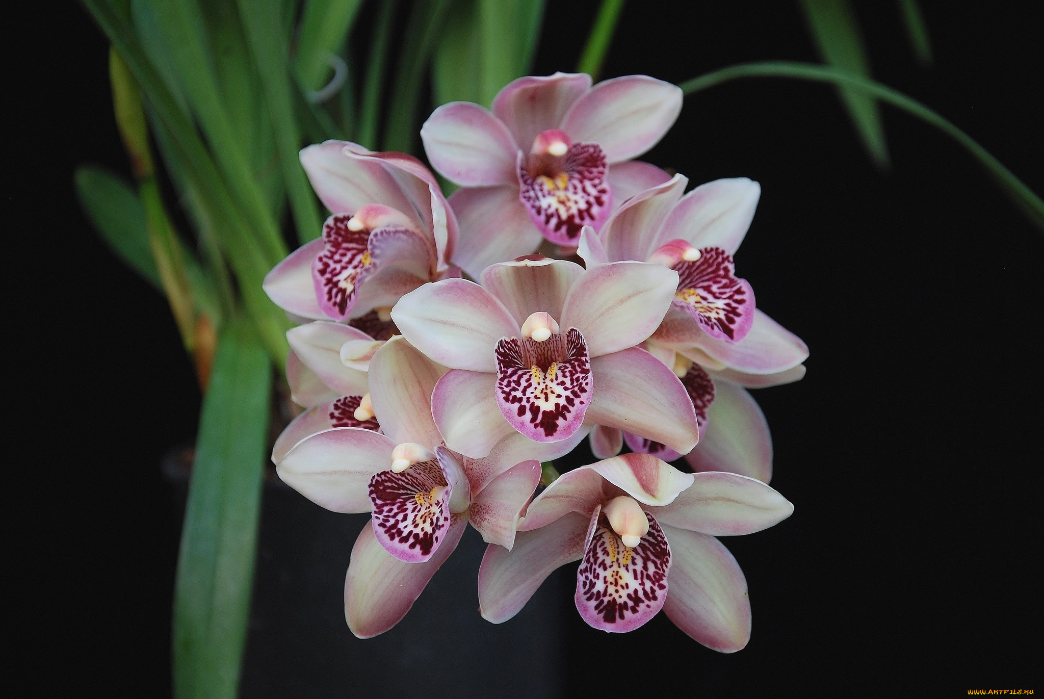 цветы, орхидеи, экзотика