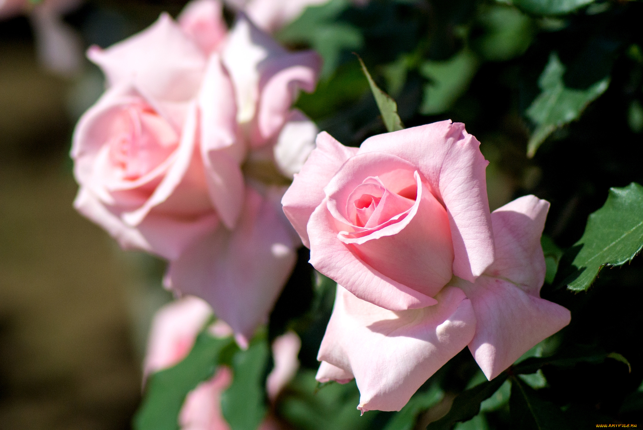 цветы, розы, розовый