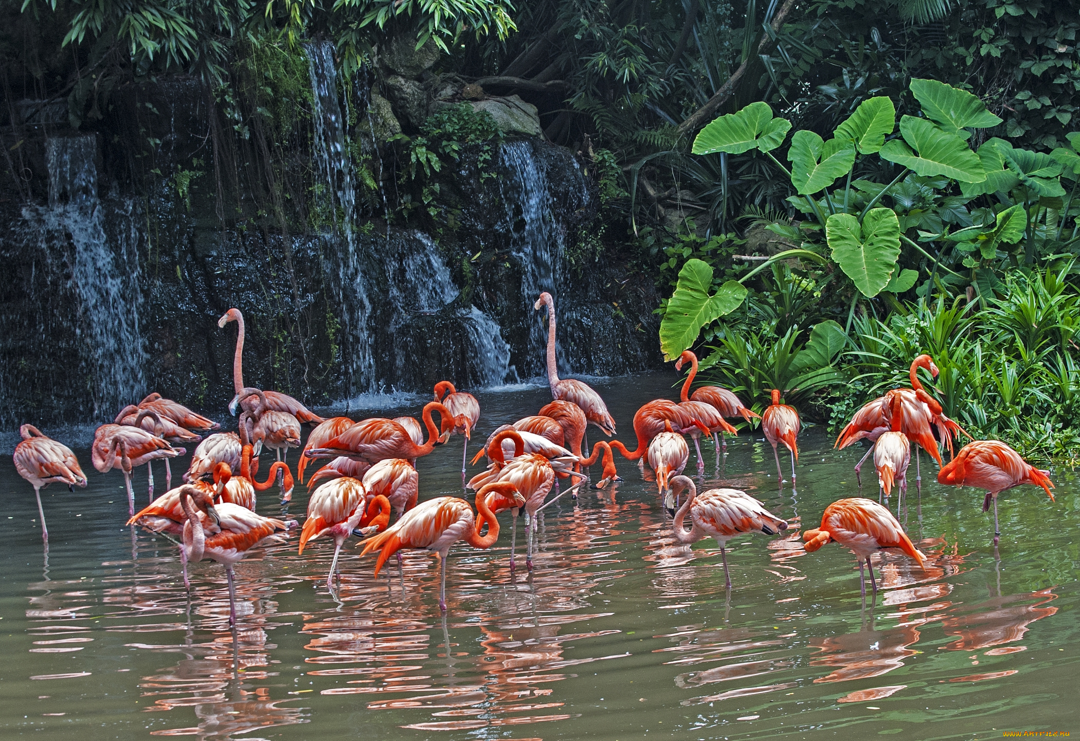 животные, фламинго, стая