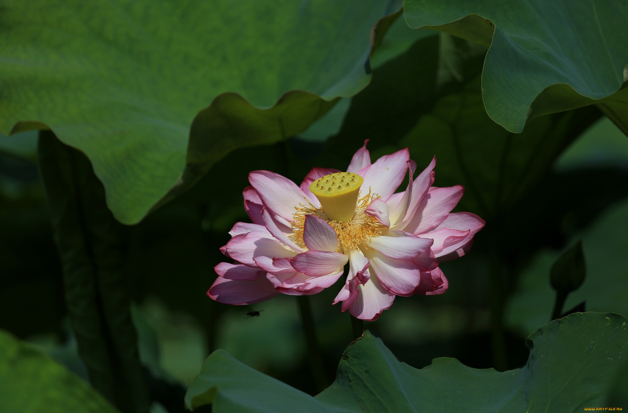 цветы, лотосы, лепестки, листья