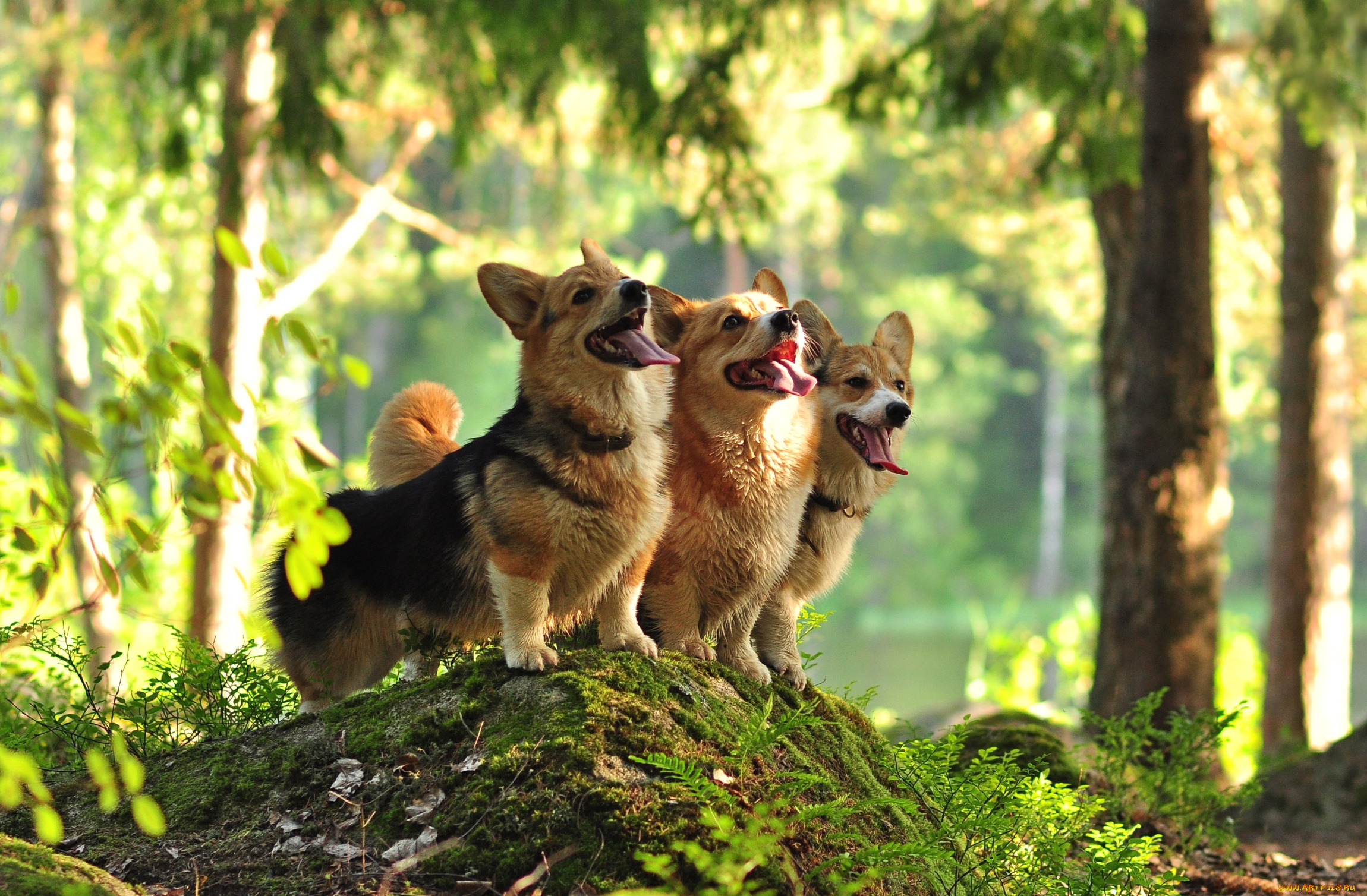 животные, собаки, трио