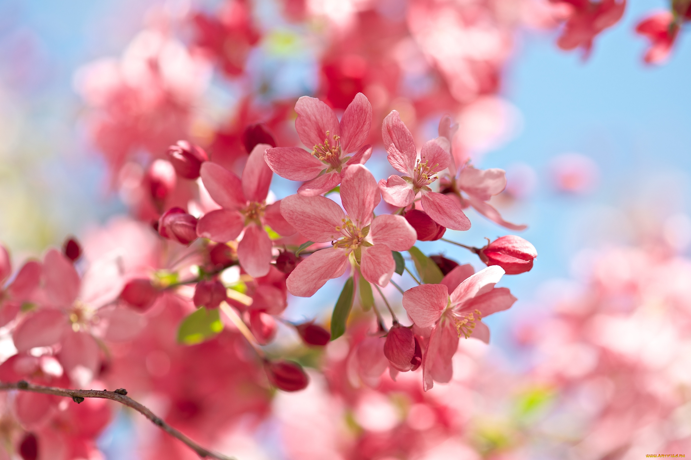 цветы, цветущие, деревья, , , кустарники, розовый