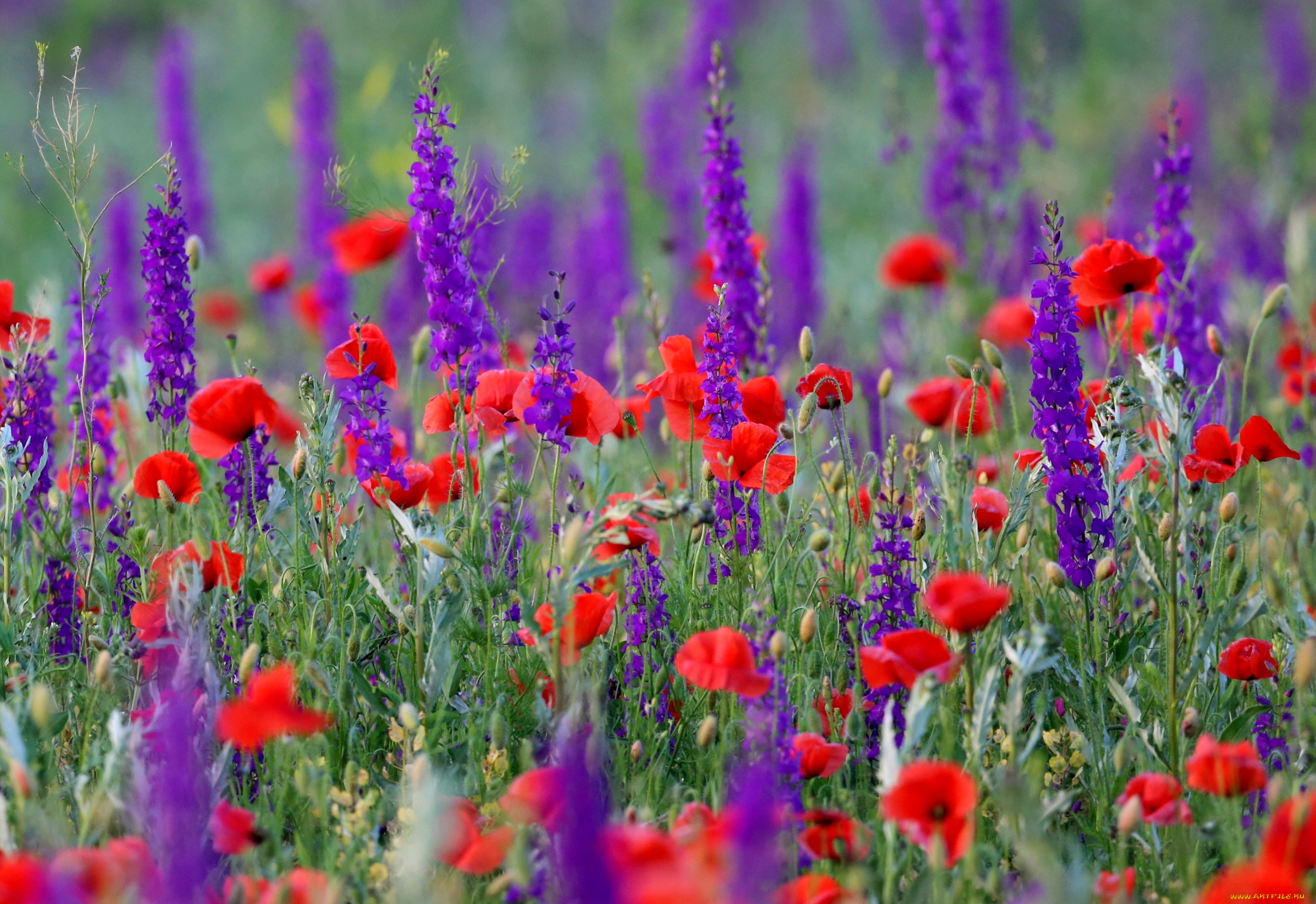 цветы, луговые, , полевые, , цветы, маки, луг