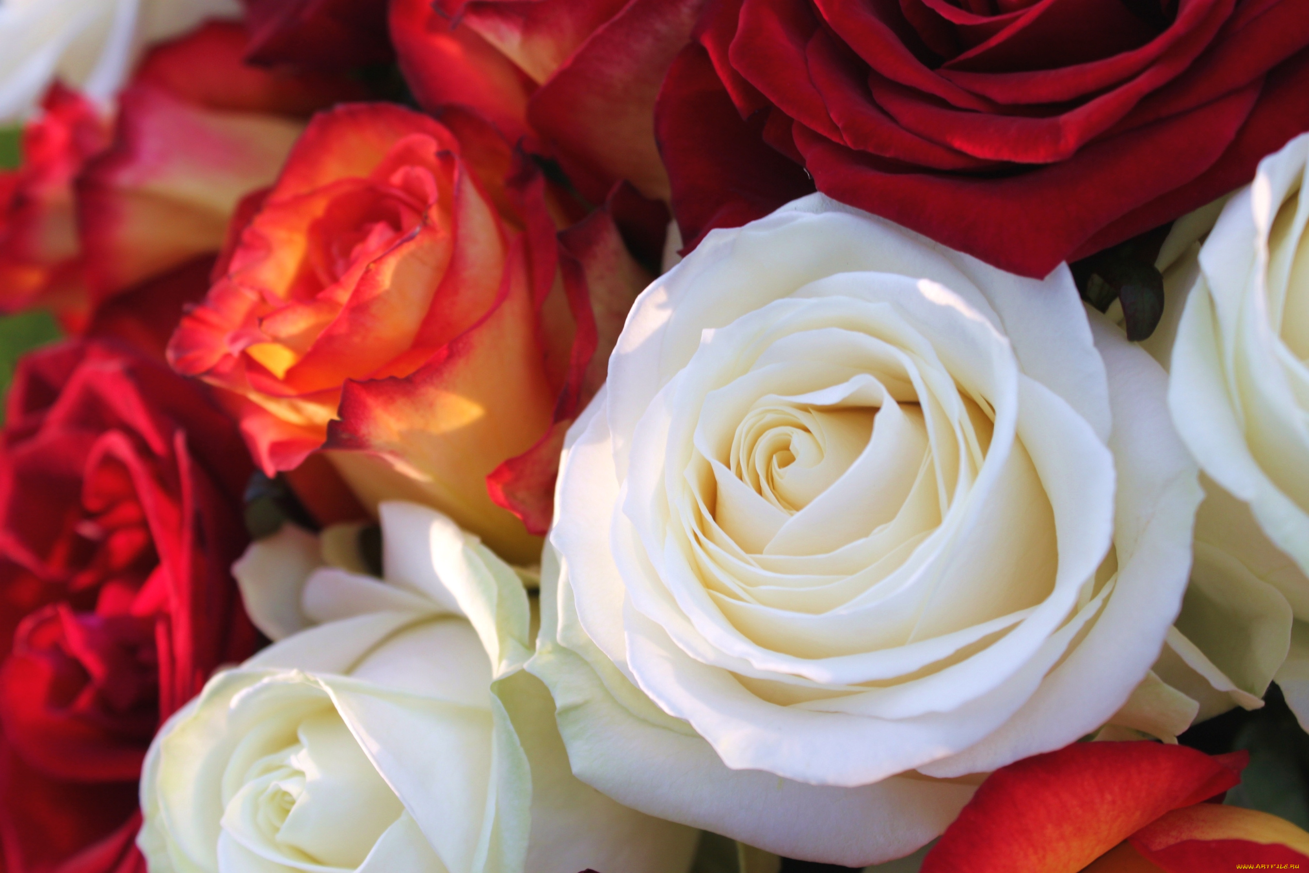 цветы, розы, макро