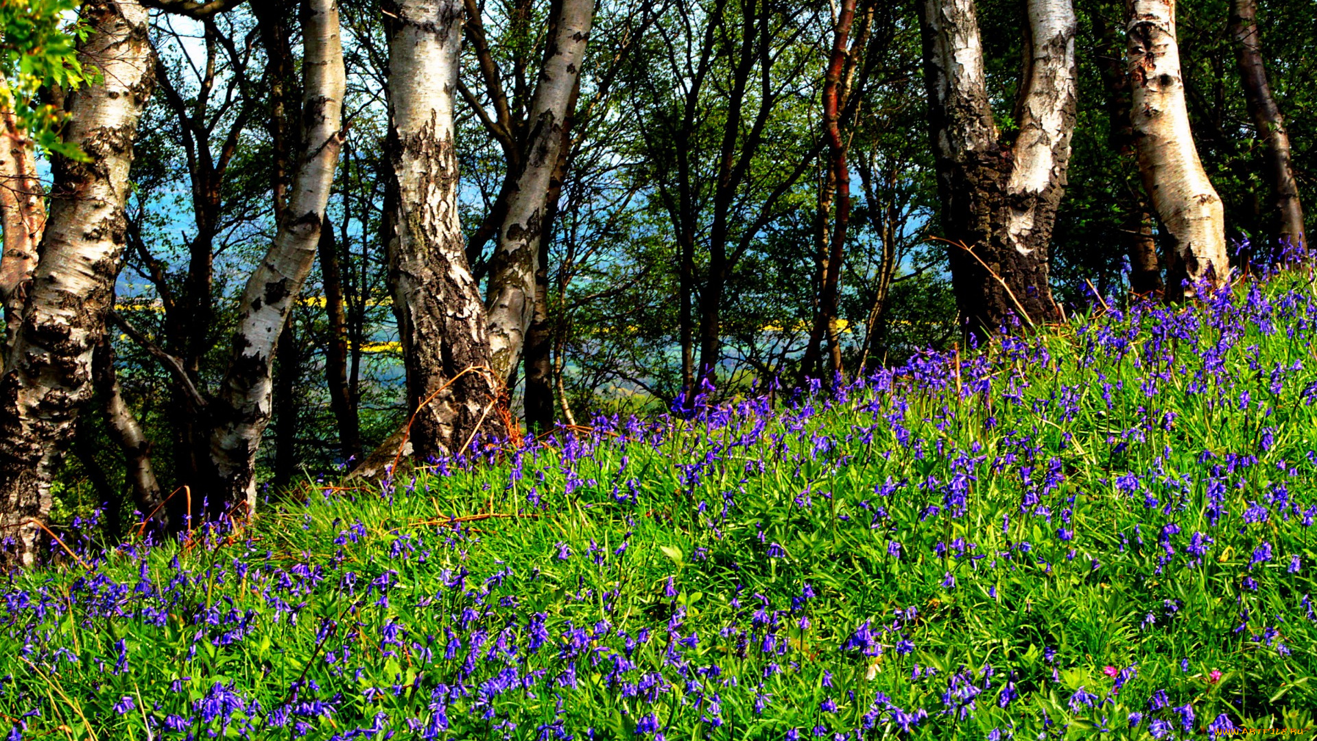 природа, луга, лето, деревья, березы, склон, цветы, трава, лужайка