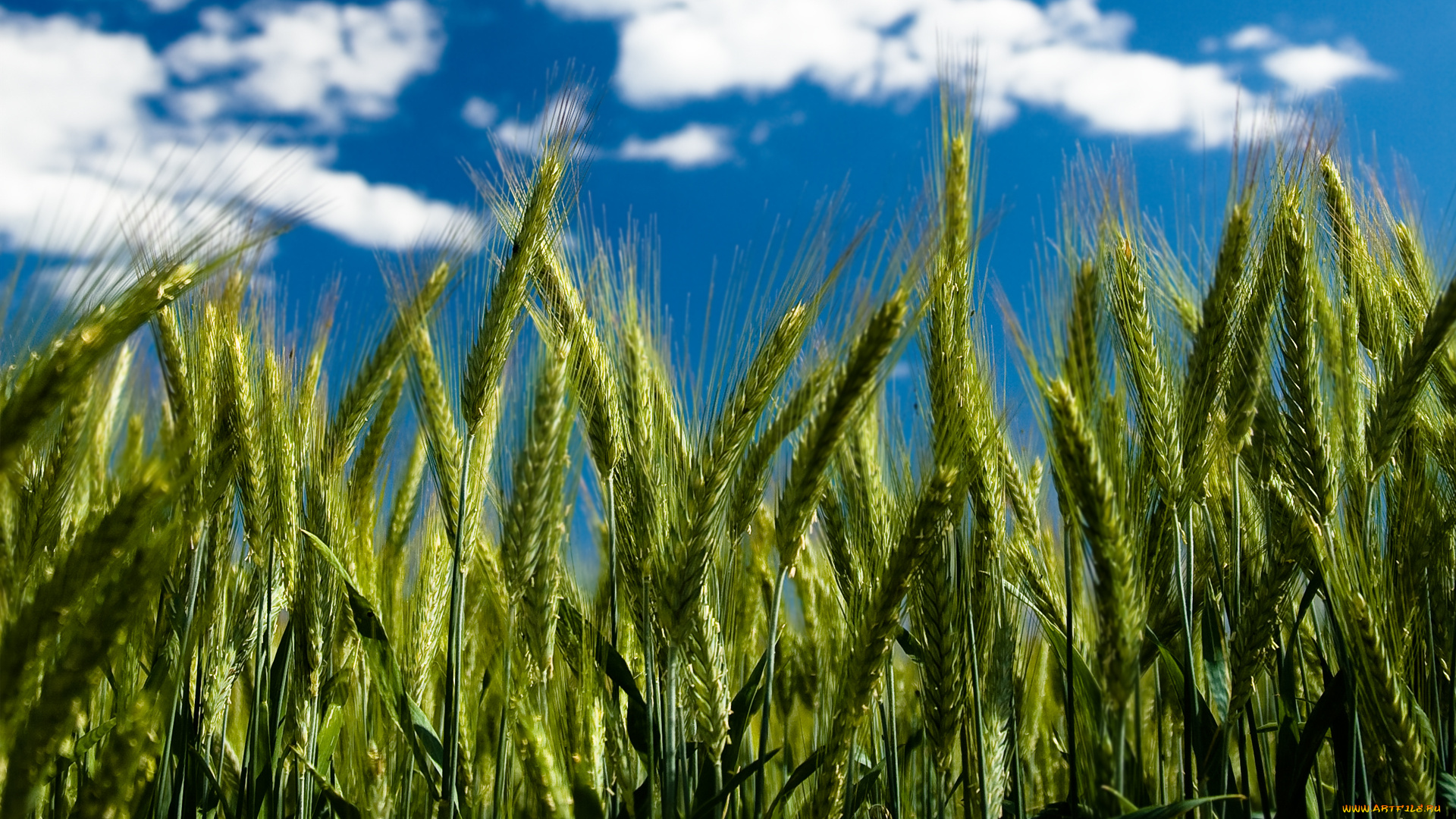 природа, макро, небо, clear, day, by, robin, de, blanche, колоски, облака