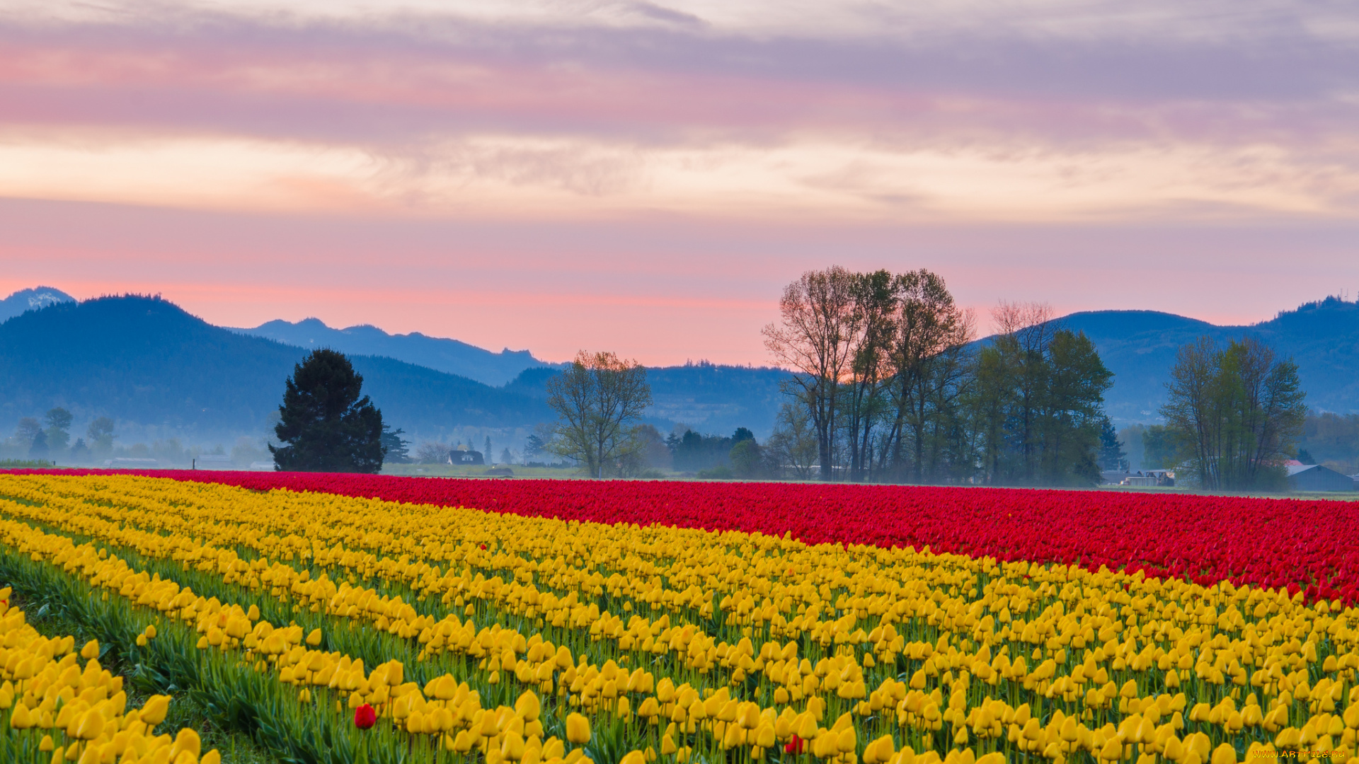 природа, поля, дымка, горы, небо, тюльпаны, поле, плантация