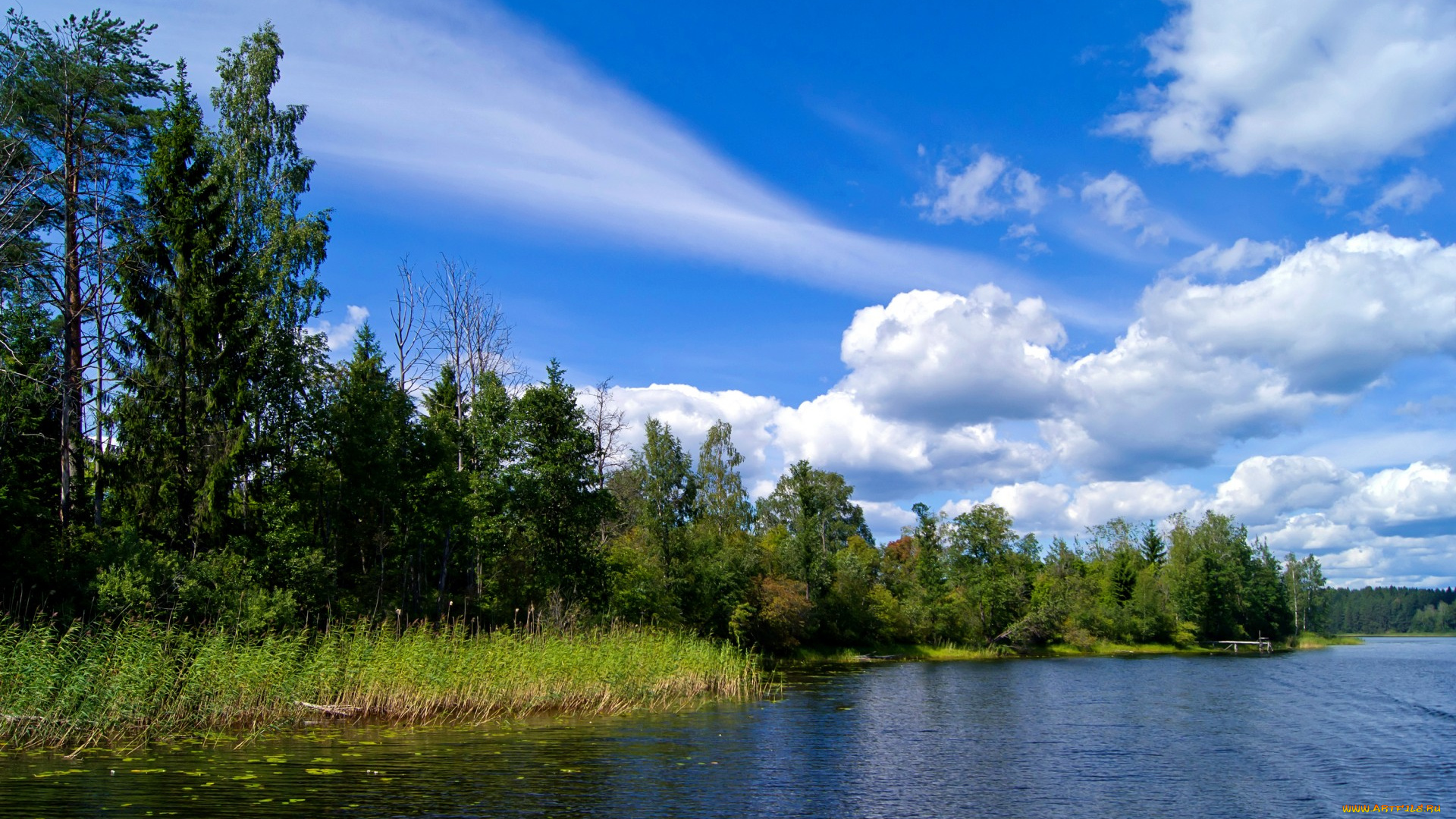 природа, реки, озера, река, лес, деревья, небо, облака, лето