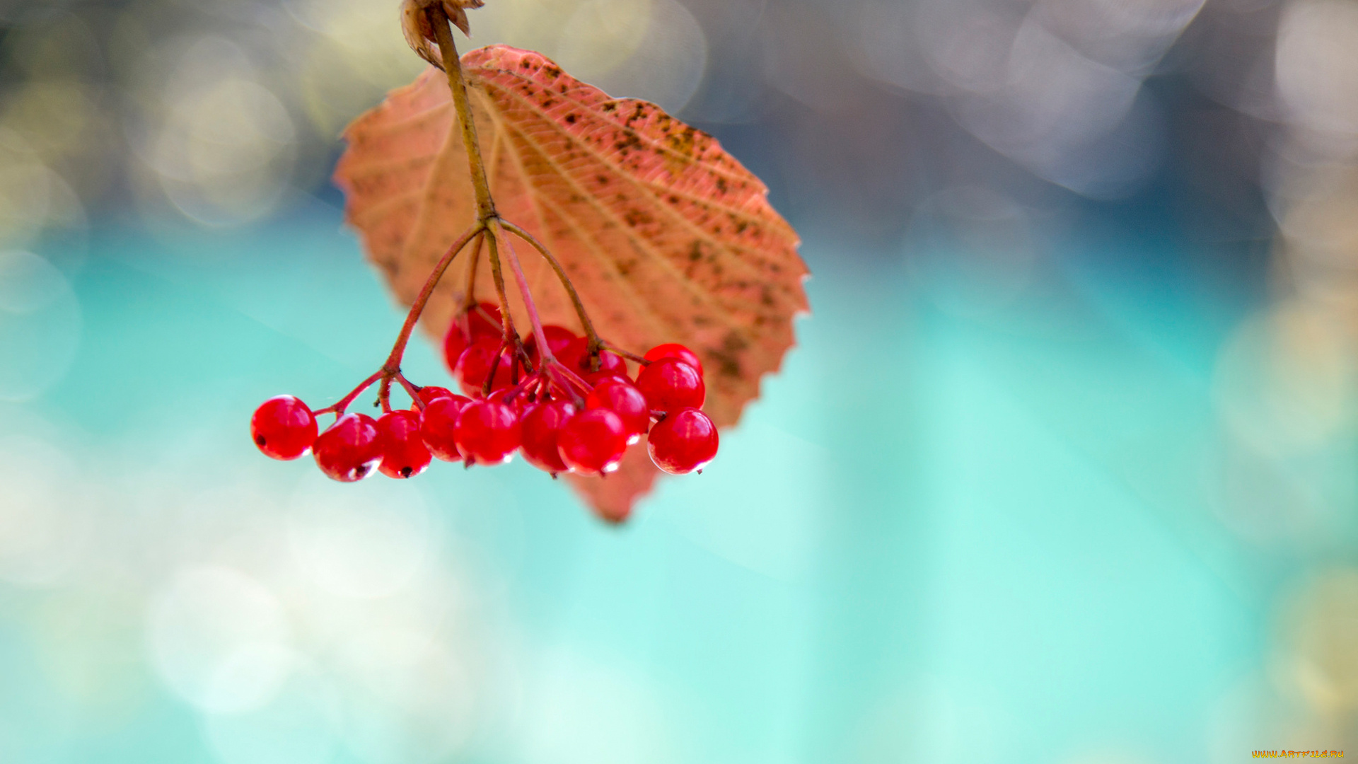 природа, Ягоды, , калина, калина, ягоды, лист, макро