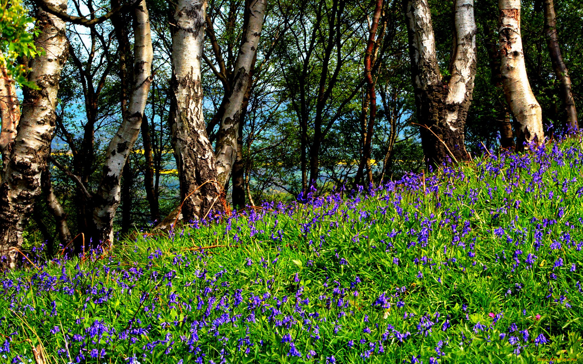 природа, луга, лето, деревья, березы, склон, цветы, трава, лужайка