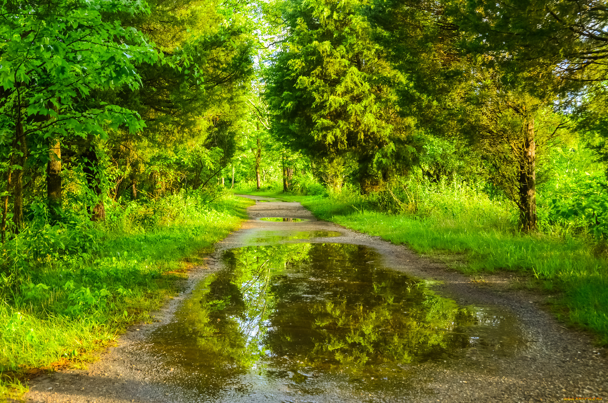природа, дороги, лужа, тропинка, лес