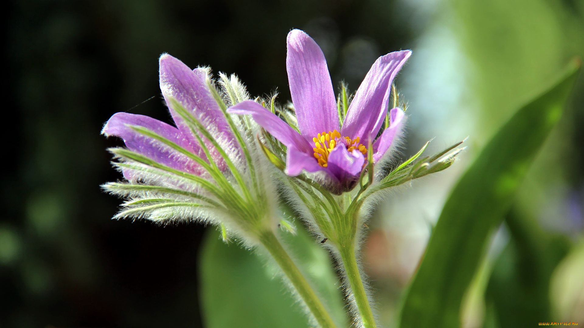 цветы, анемоны, , сон-трава, первоцвет, сон-трава
