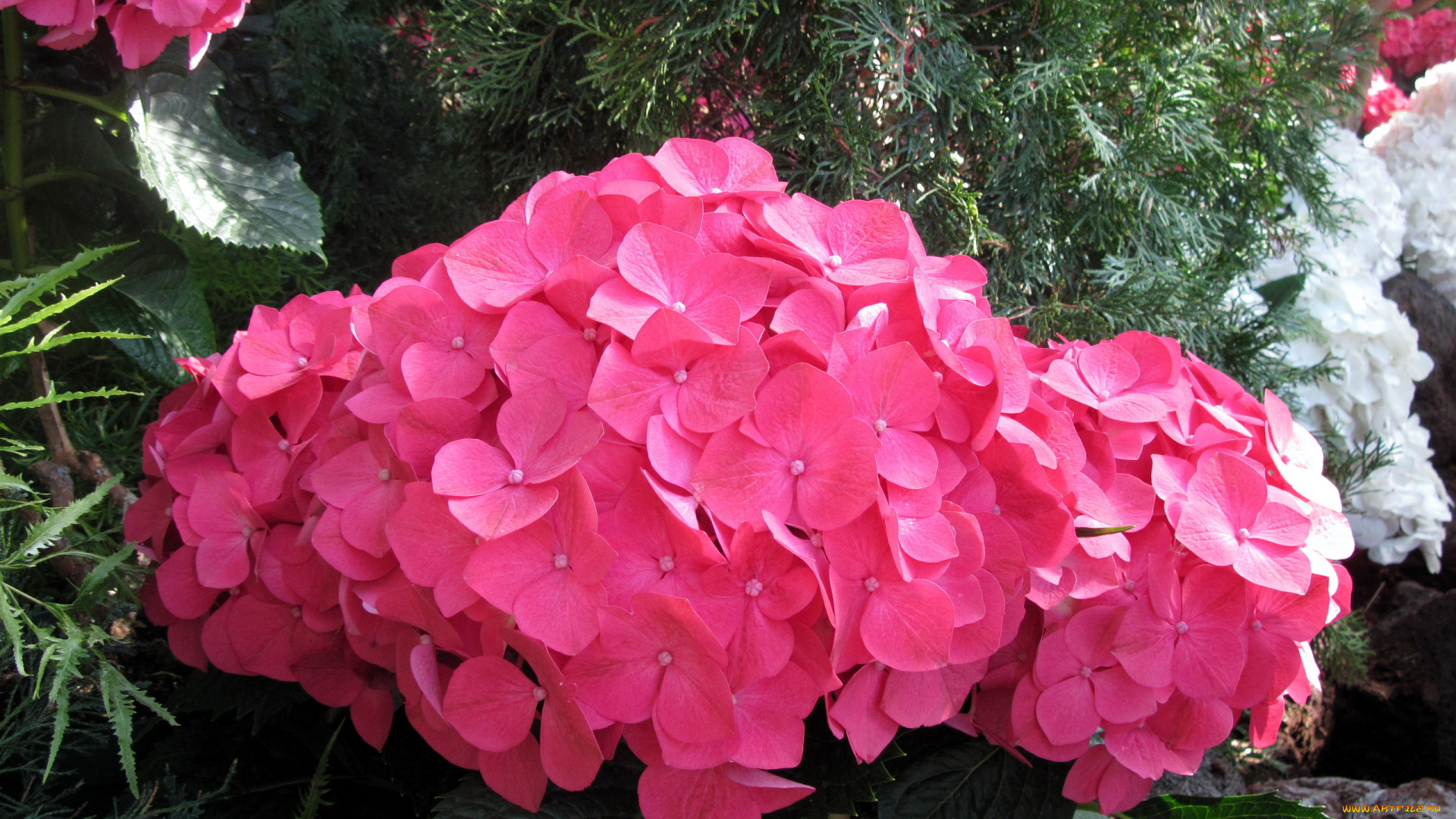цветы, гортензия, розовый