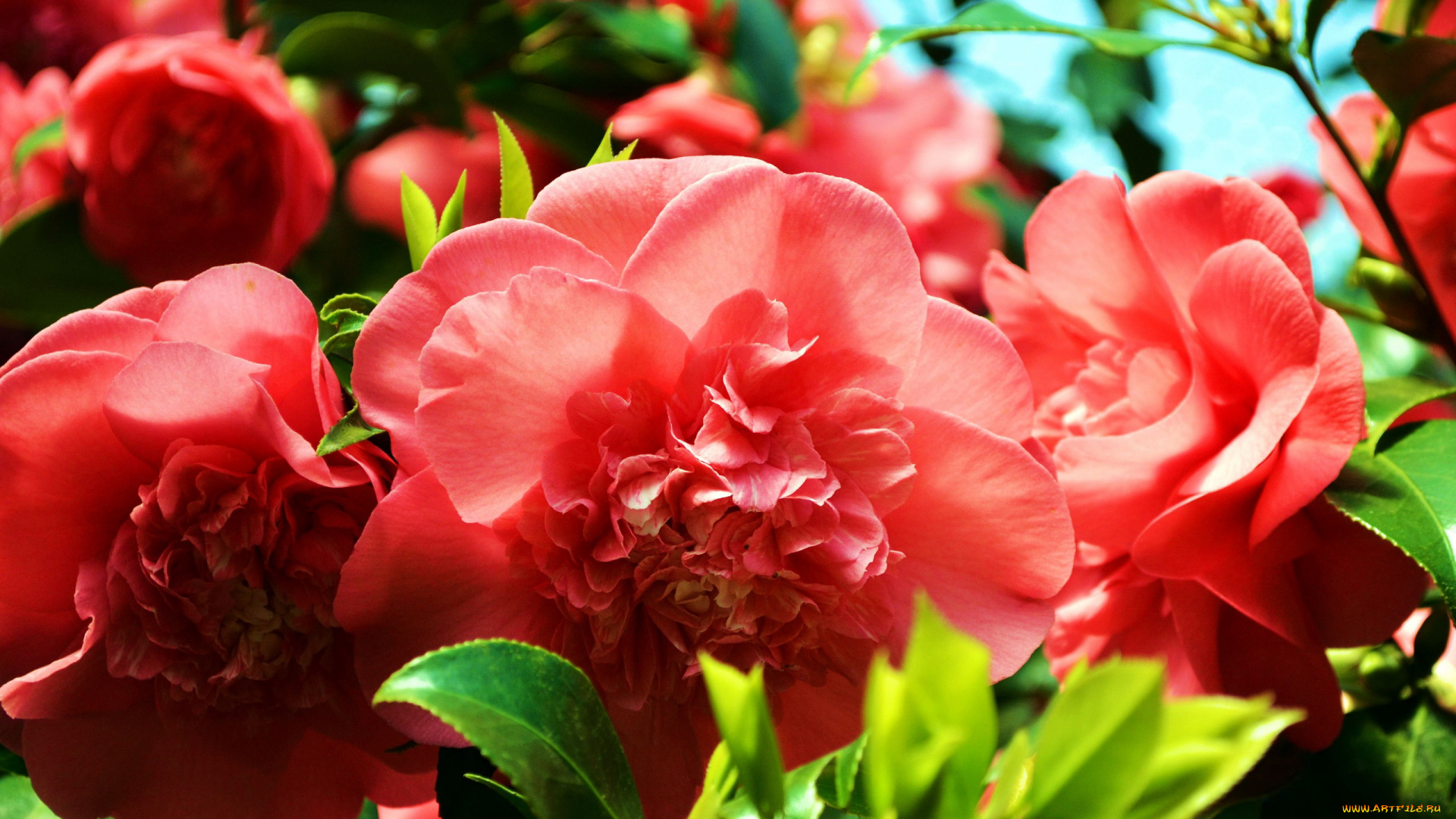 цветы, камелии, розовый