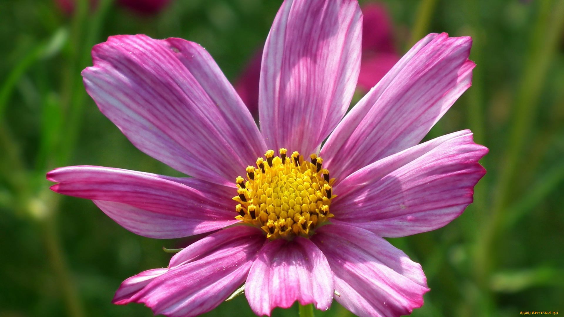 цветы, космея, макро