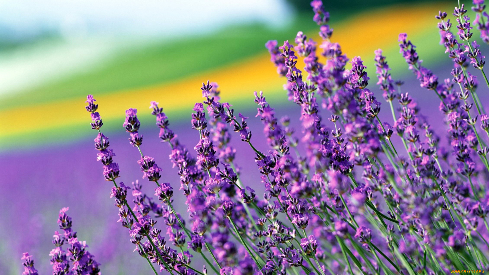 цветы, лаванда, боке