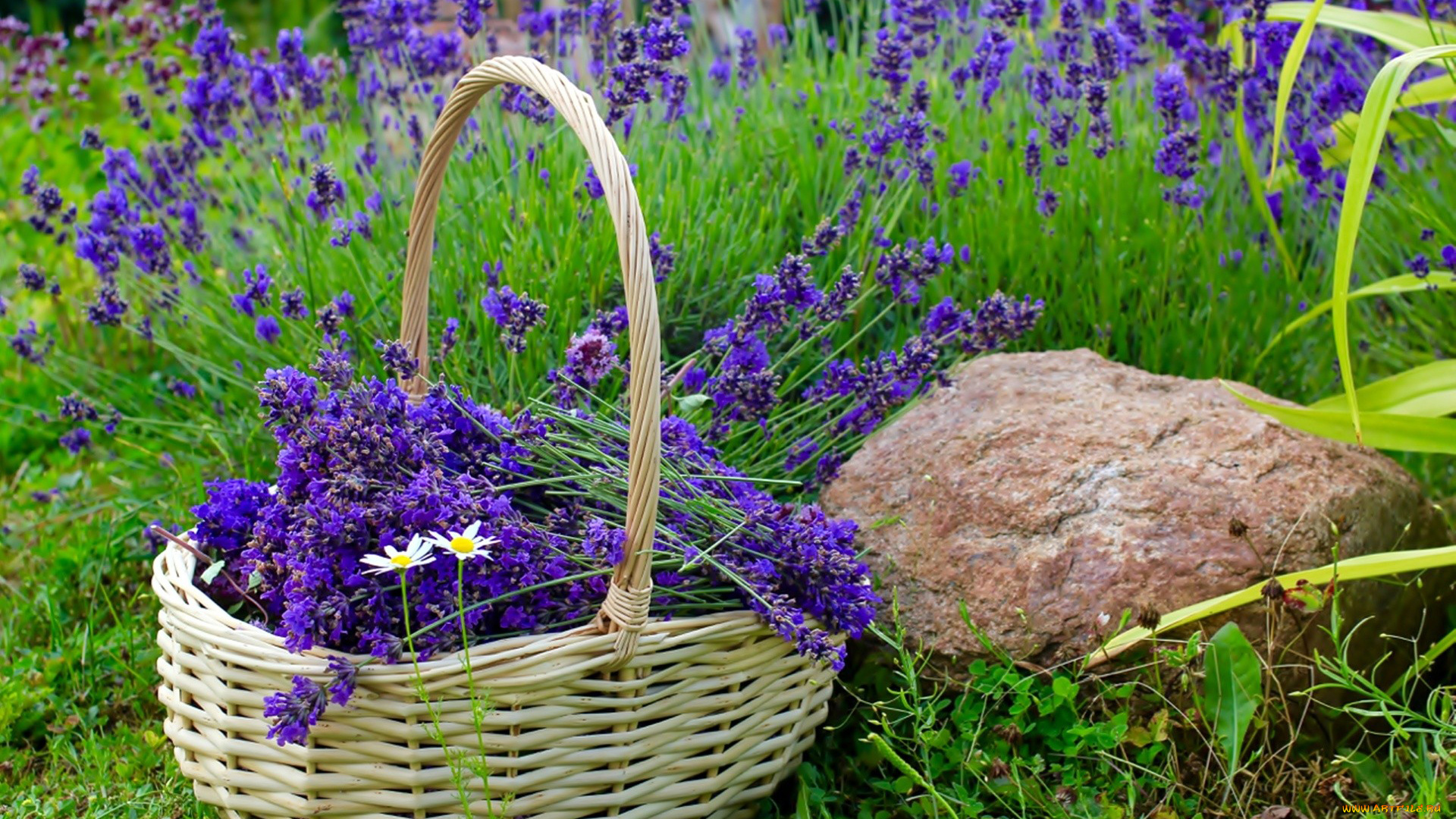 цветы, лаванда, корзинка, камень, трава