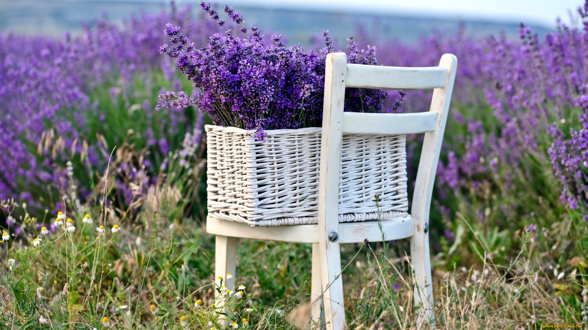 цветы, лаванда, поле, корзинка, стул, сиреневый