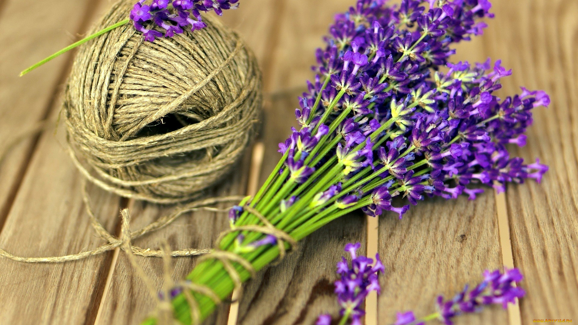 цветы, лаванда, шпагат, пучок