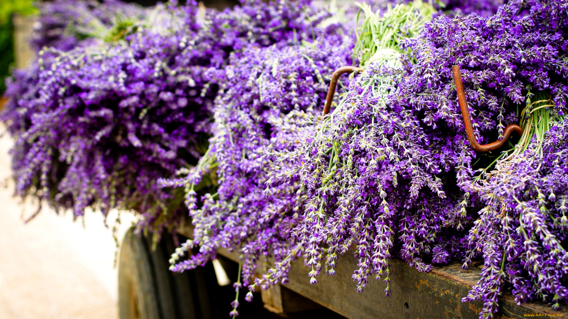 цветы, лаванда, сиреневый, урожай