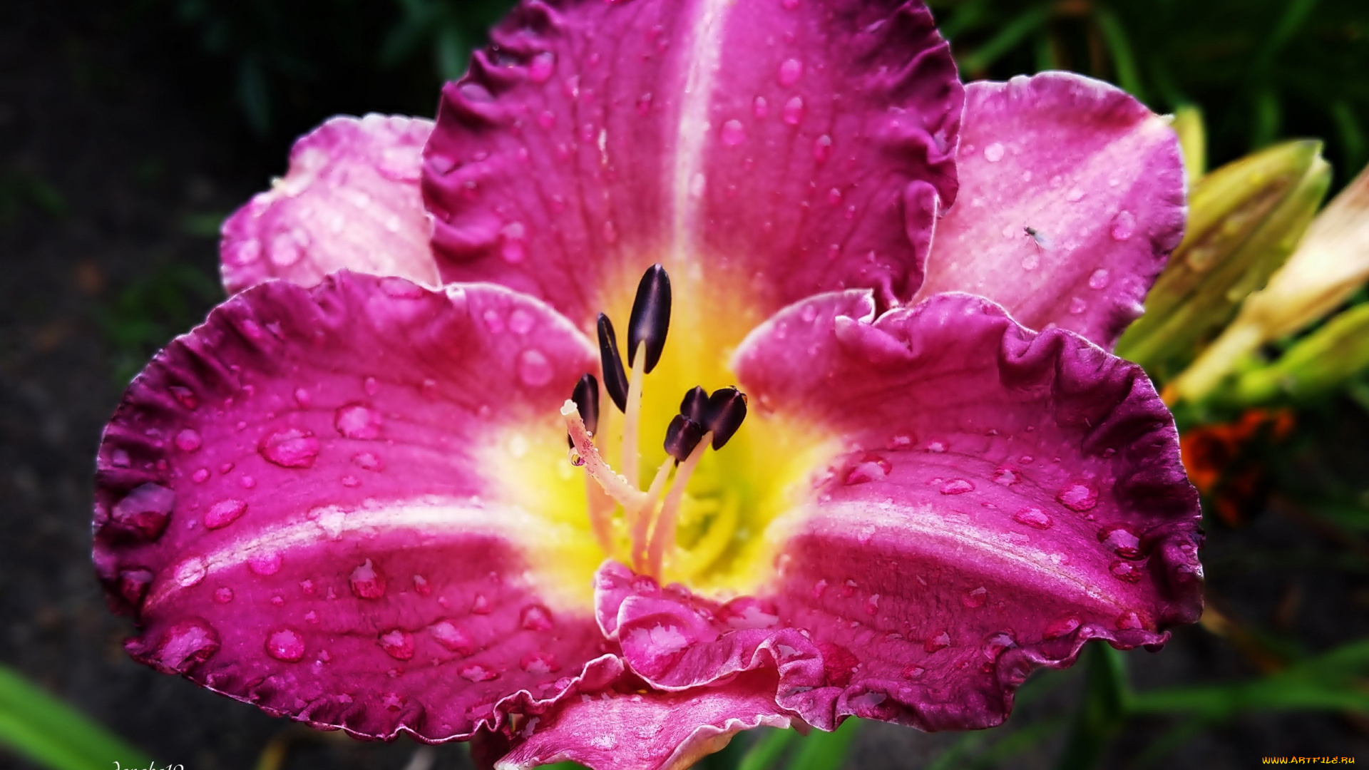 цветы, лилии, , лилейники, макро, капли