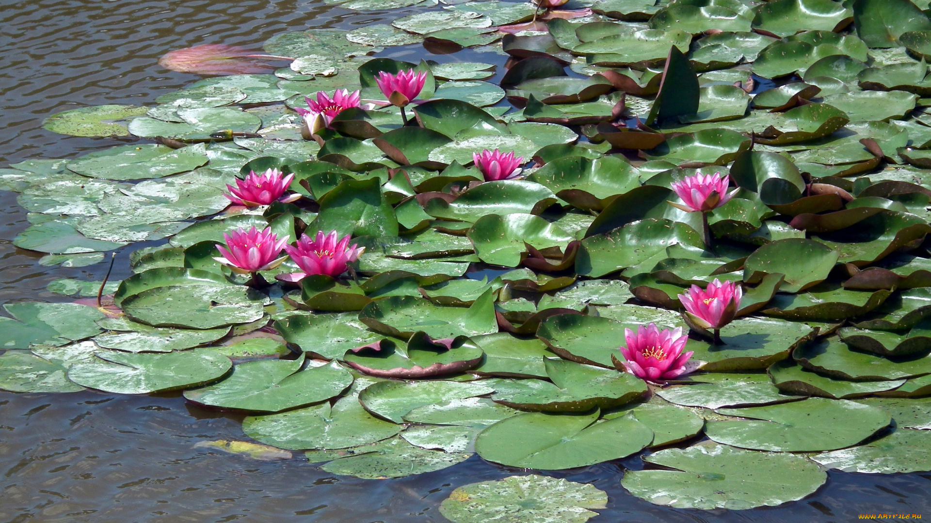 цветы, лилии, водяные, , нимфеи, , кувшинки, водоем, водяные, лилии, листья, вода