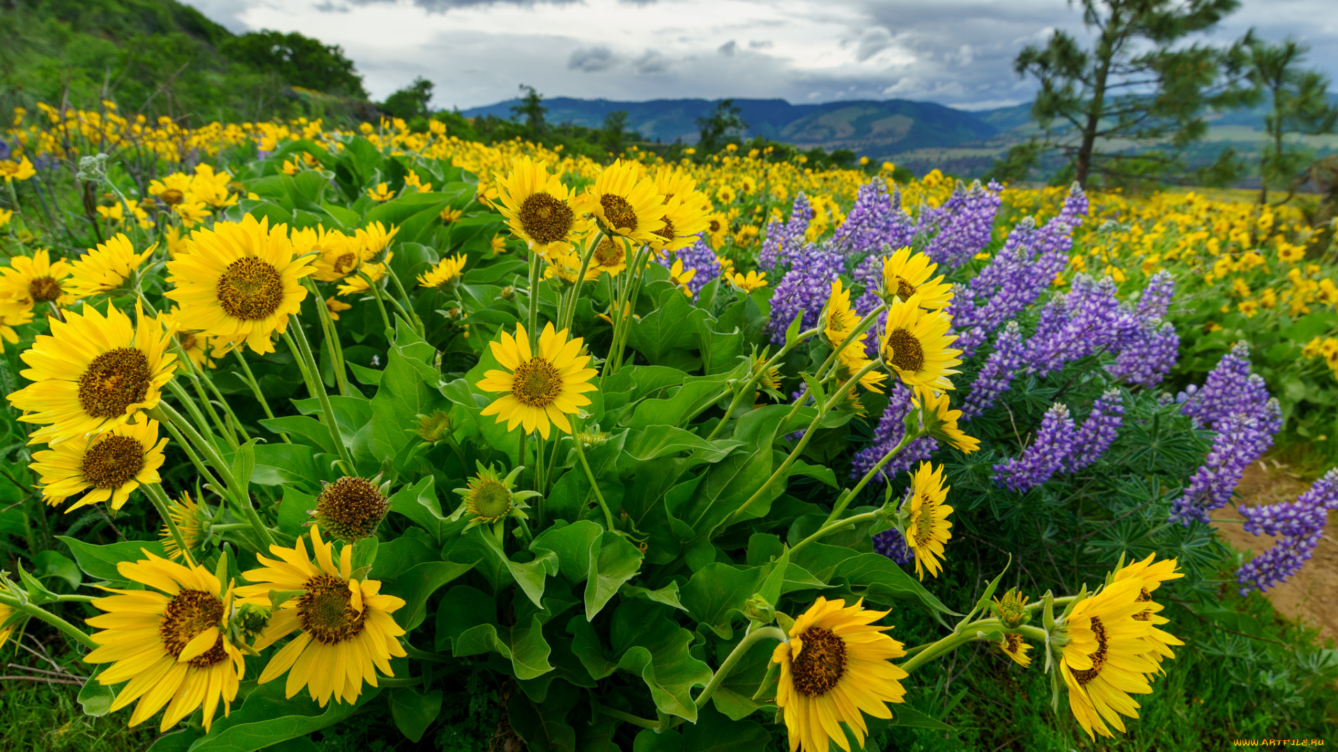 цветы, луговые, , полевые, , цветы, лужок