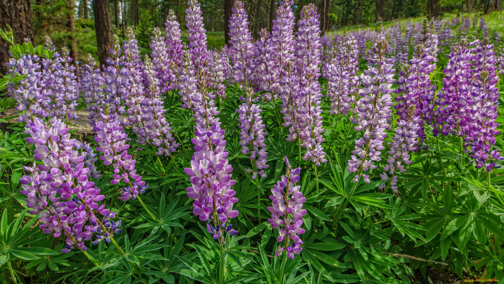 цветы, люпин, лужок