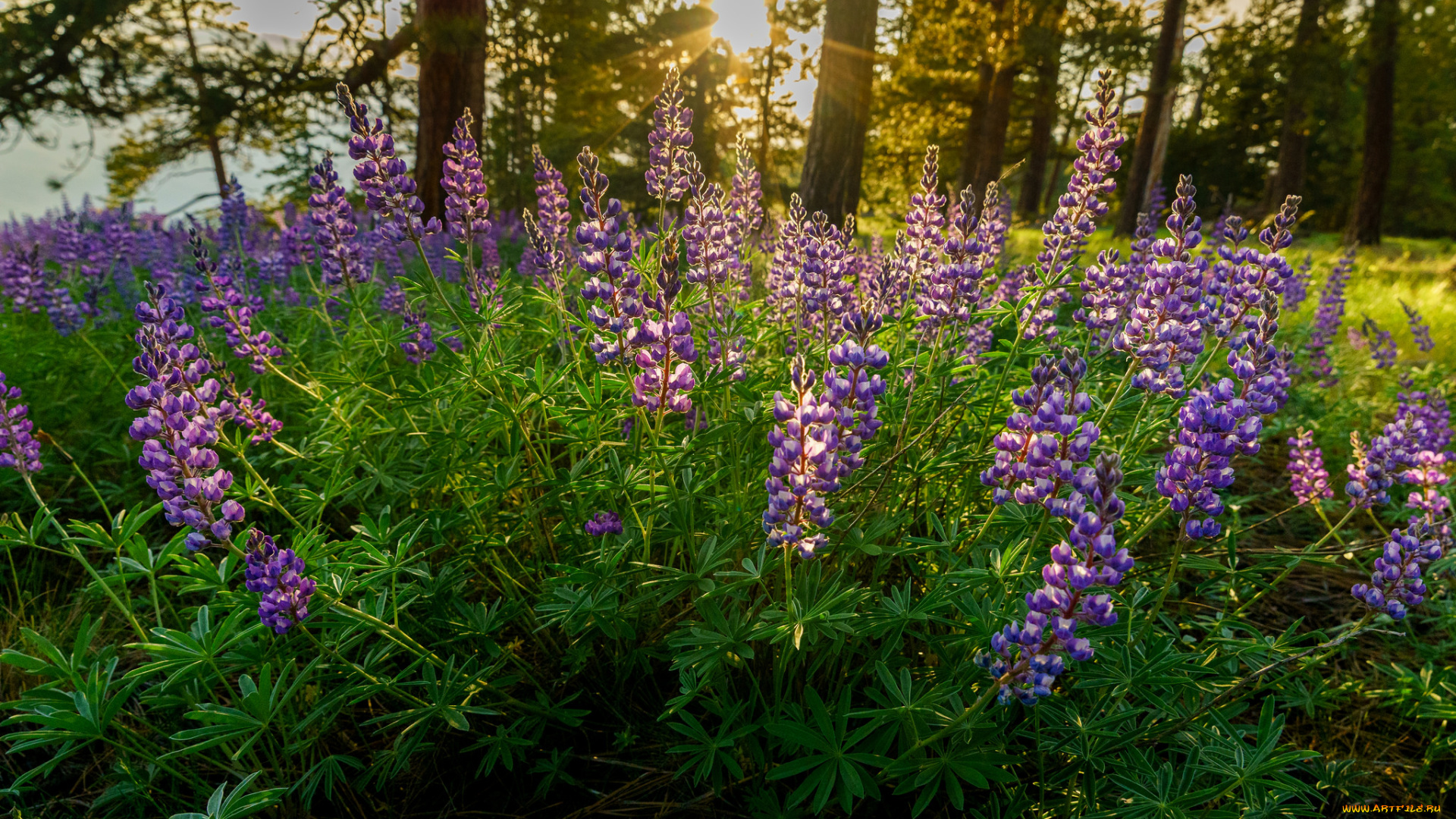 цветы, люпин, лужок