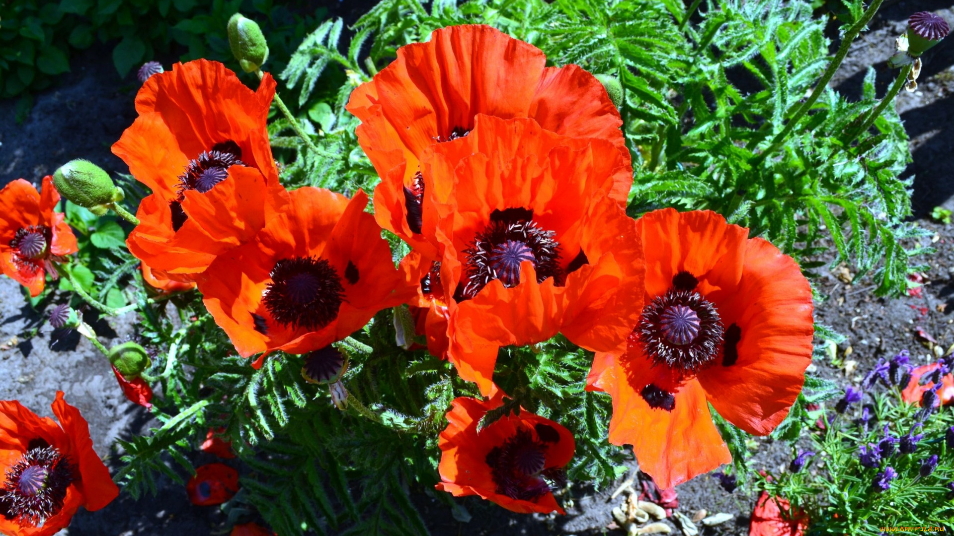 цветы, маки, алый