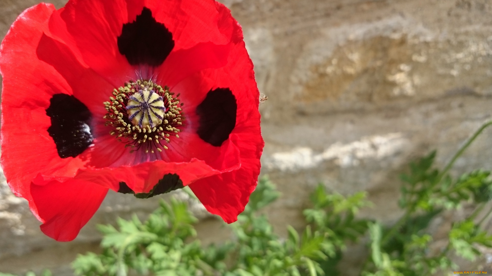 цветы, маки, алый, макро