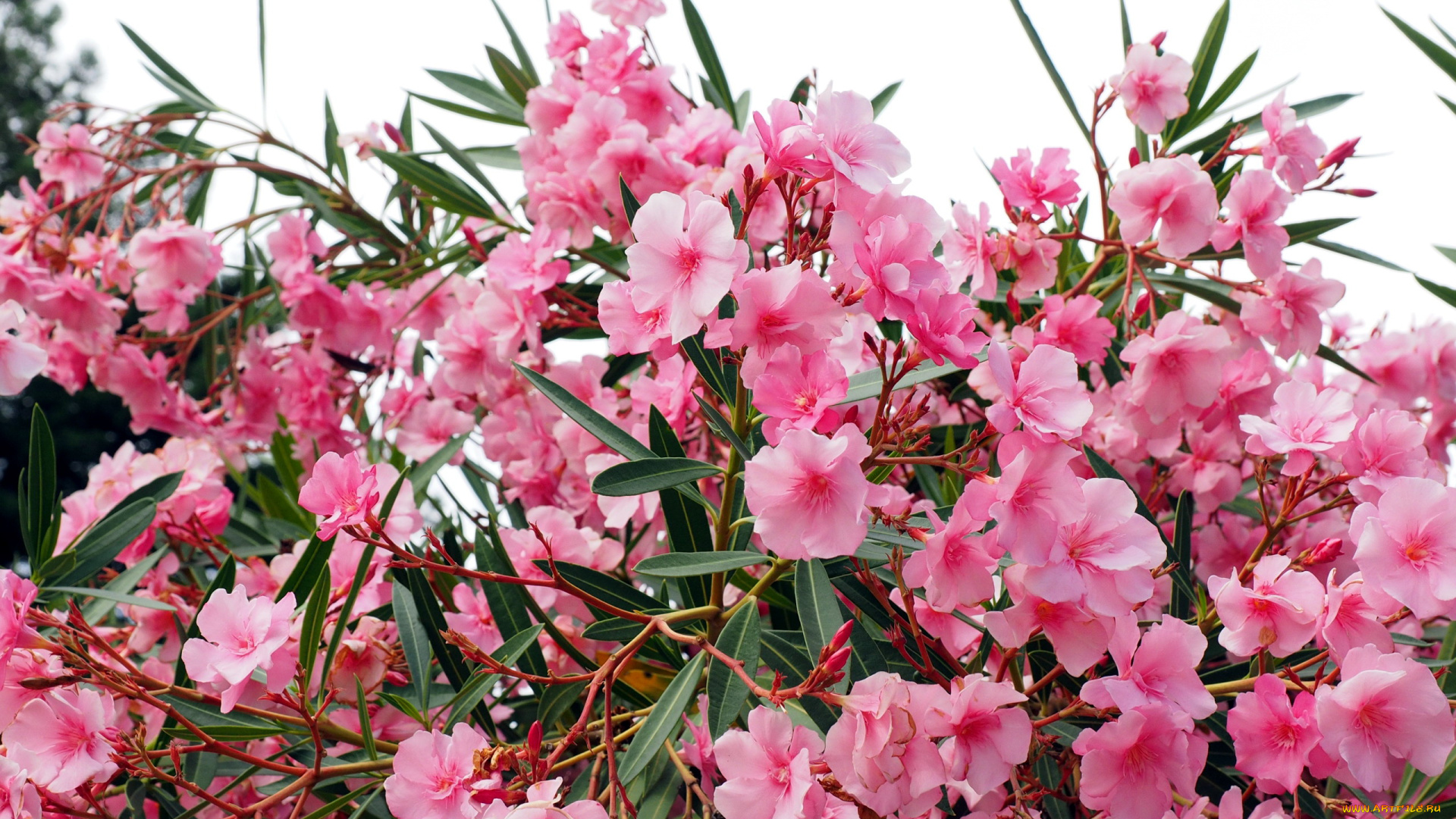цветы, олеандры, куст, розовый