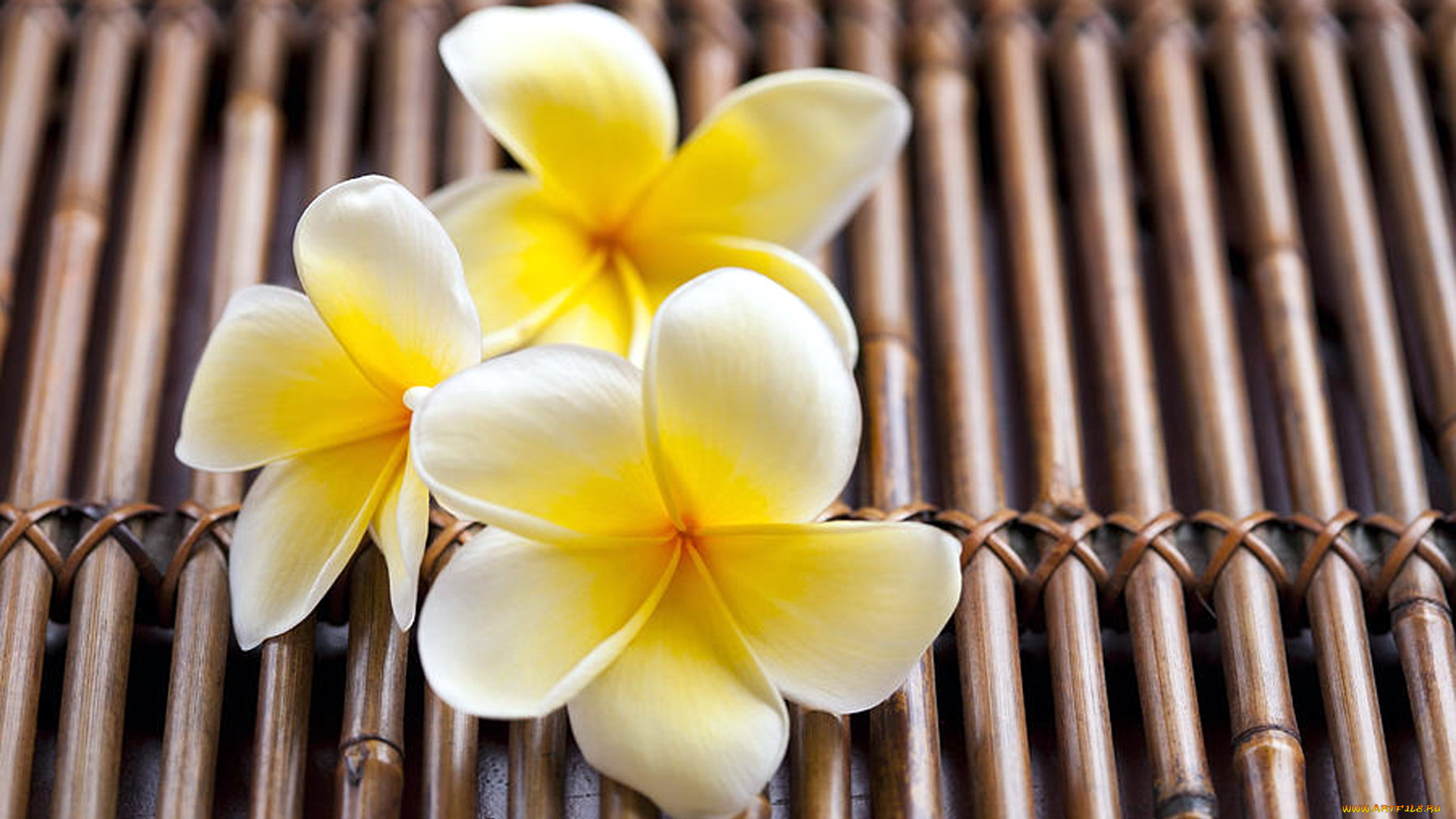 цветы, плюмерия, макро, лепестки